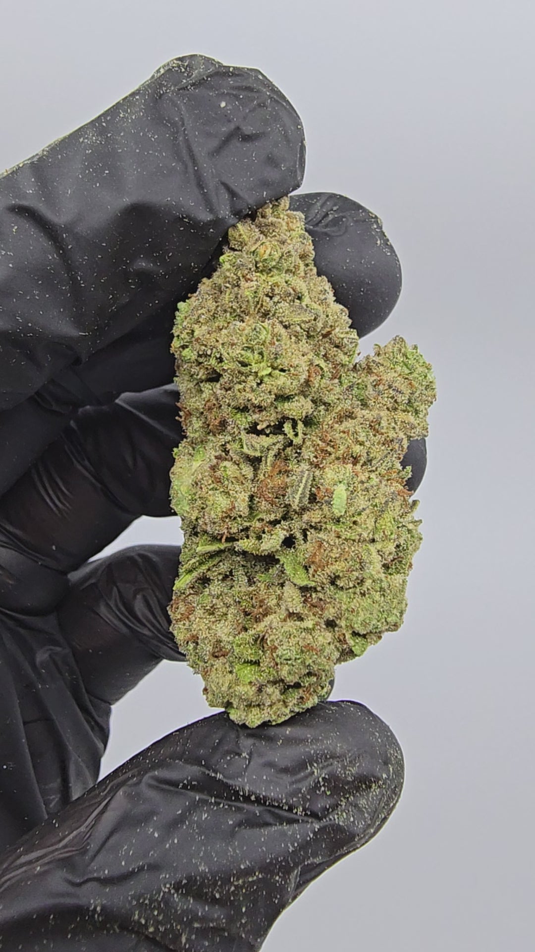 Papaya | Top Tier | Flower