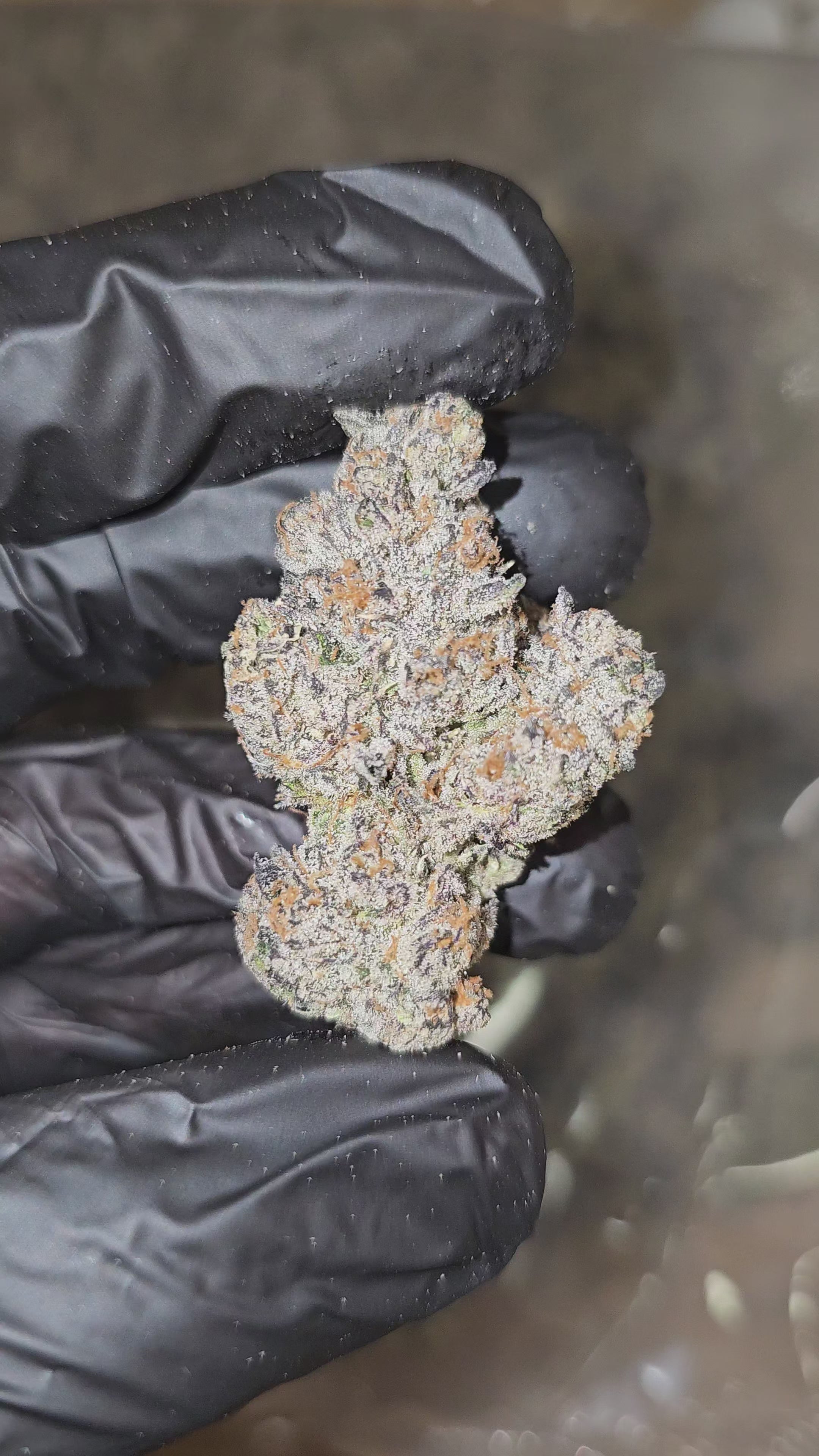 Banana Jealousy | Boutique Exotics | 34% | Flower