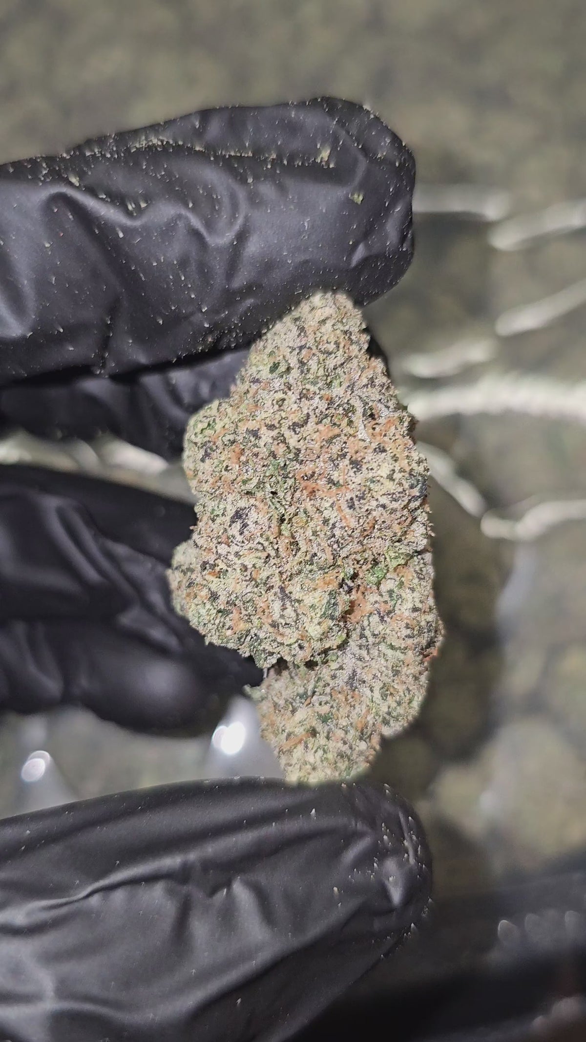Load video: Cherry Fire | Boutique Exotics Flower | 30%
