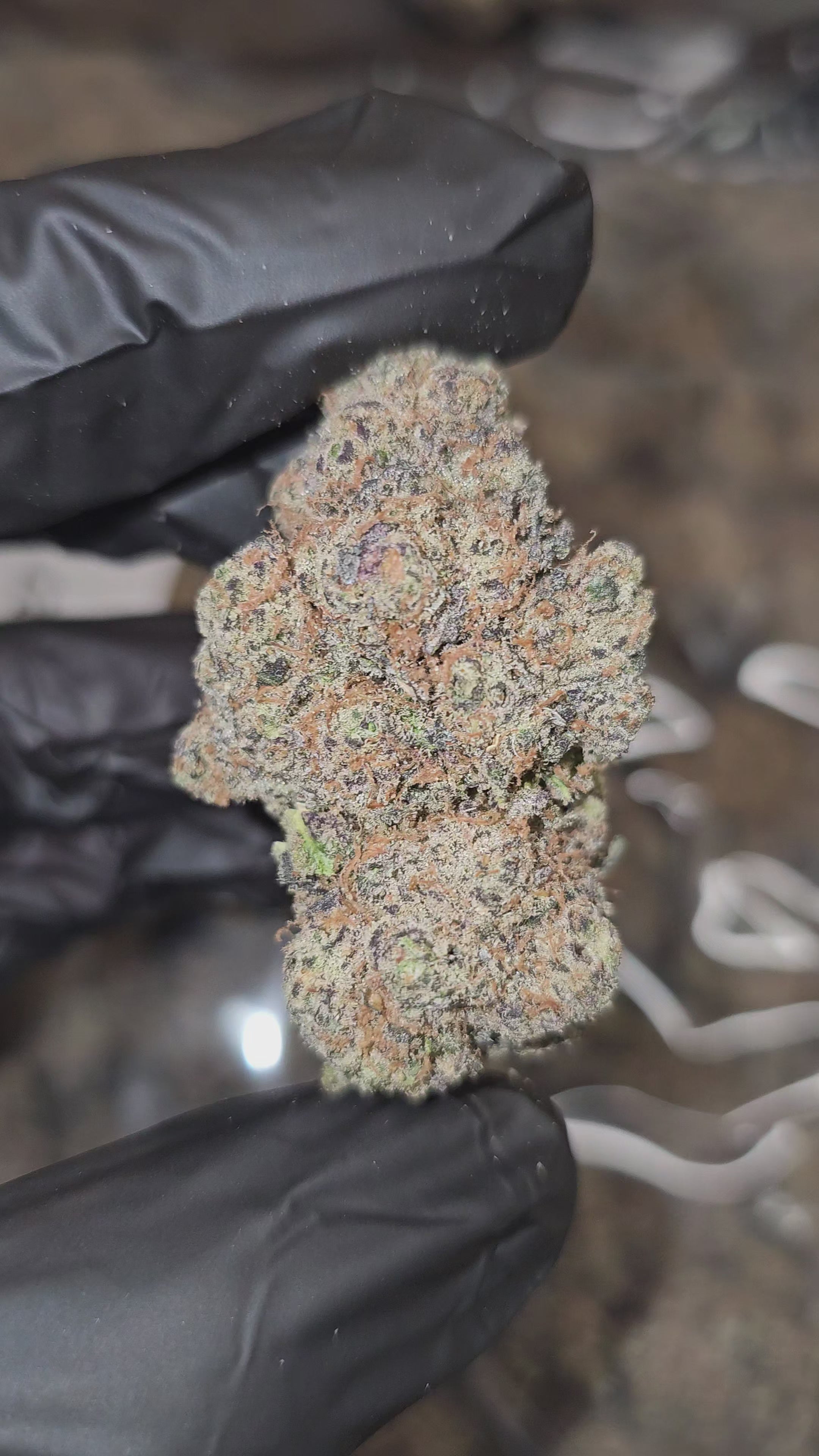 Load video: Lizard Burger | First Cut Exotics | Flower | 30.92%