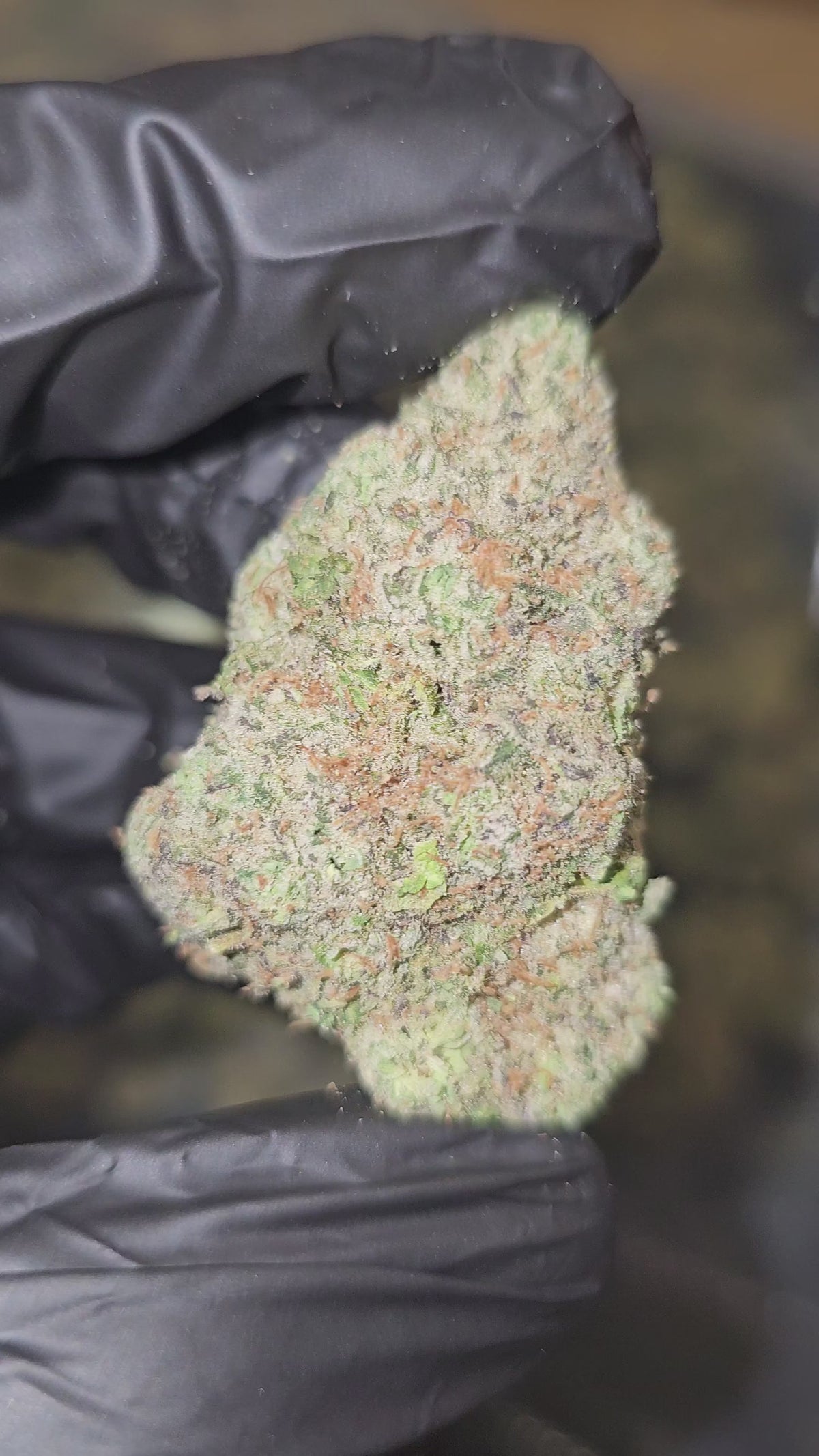 Sour Diesel | Boutique Exotics | Flower