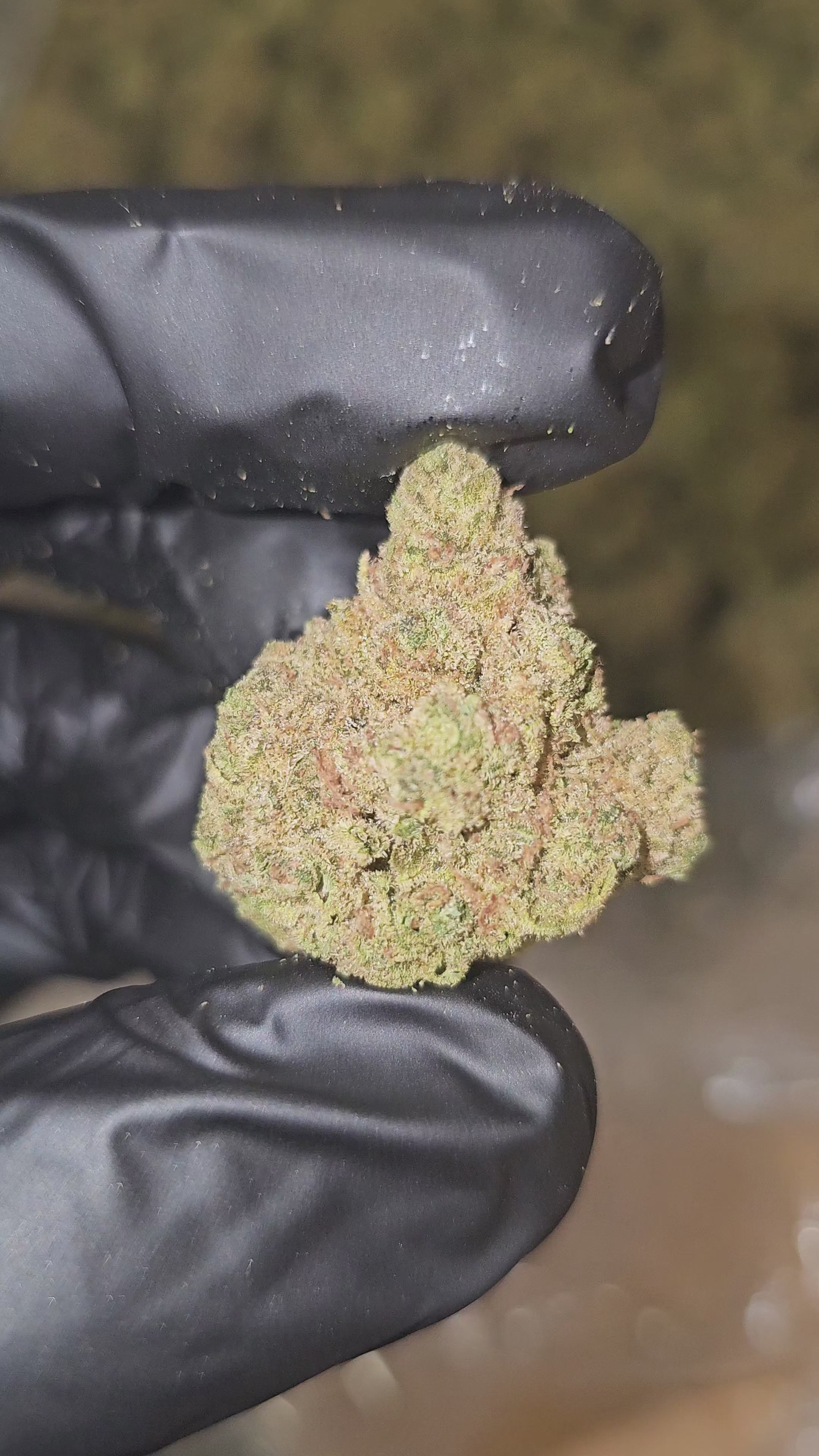 Tangerine Dream | Top Shelf | Flower | On Sale