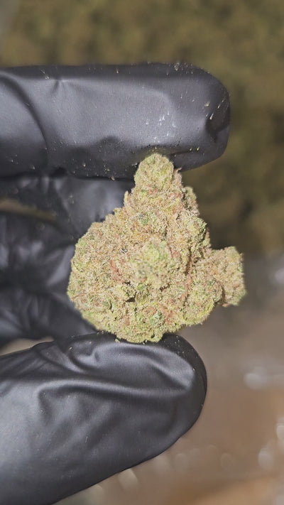 Tangerine Dream | Top Shelf | Flower | On Sale