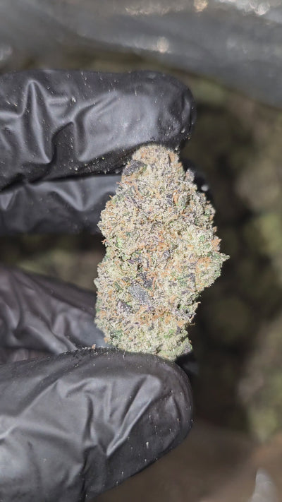 Candy Gelato | Boutique Exotics | Flower | 31% | On Sale