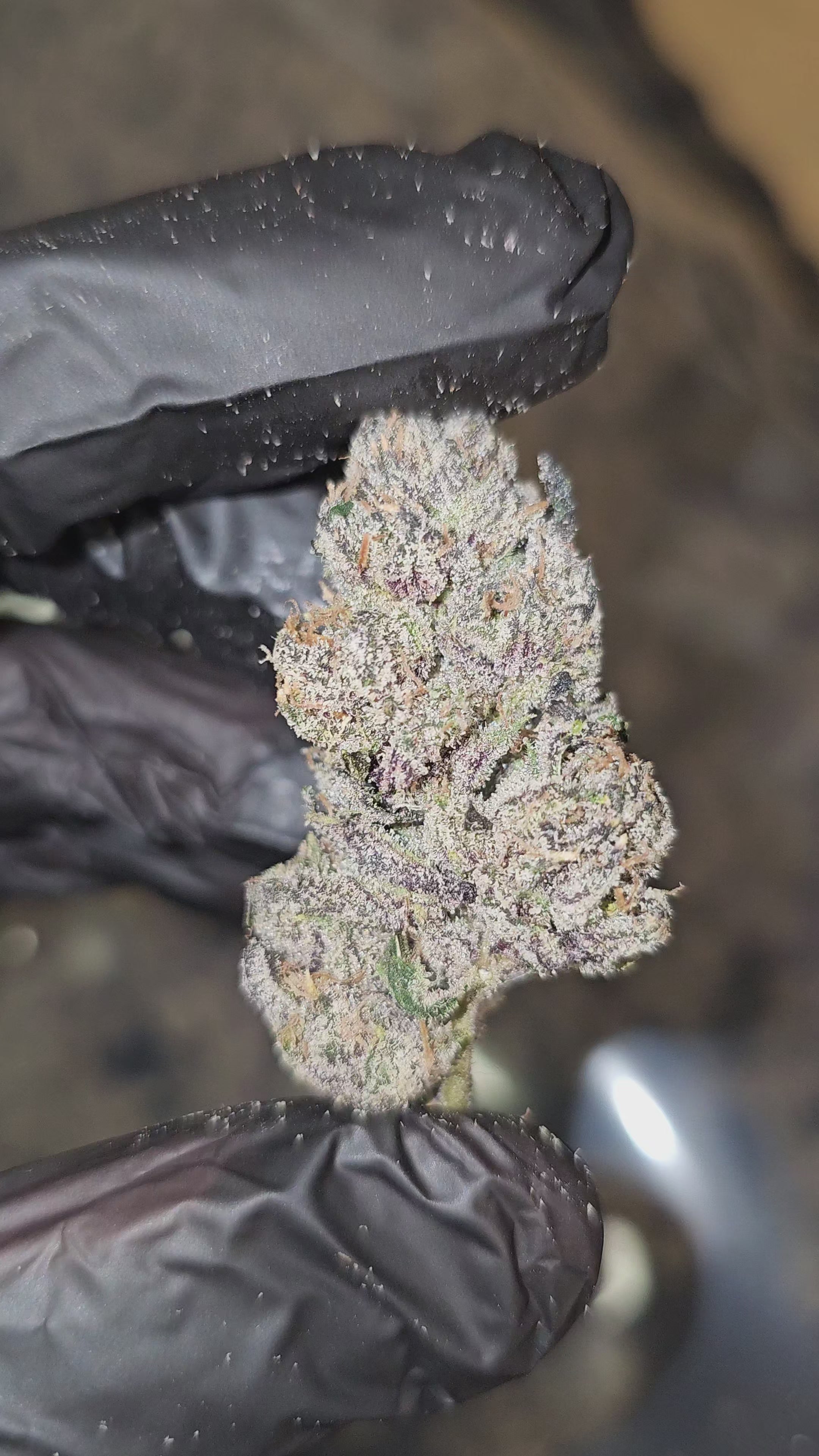 Lemon Cherry Face | First Cut Exotics | 32% | Flower