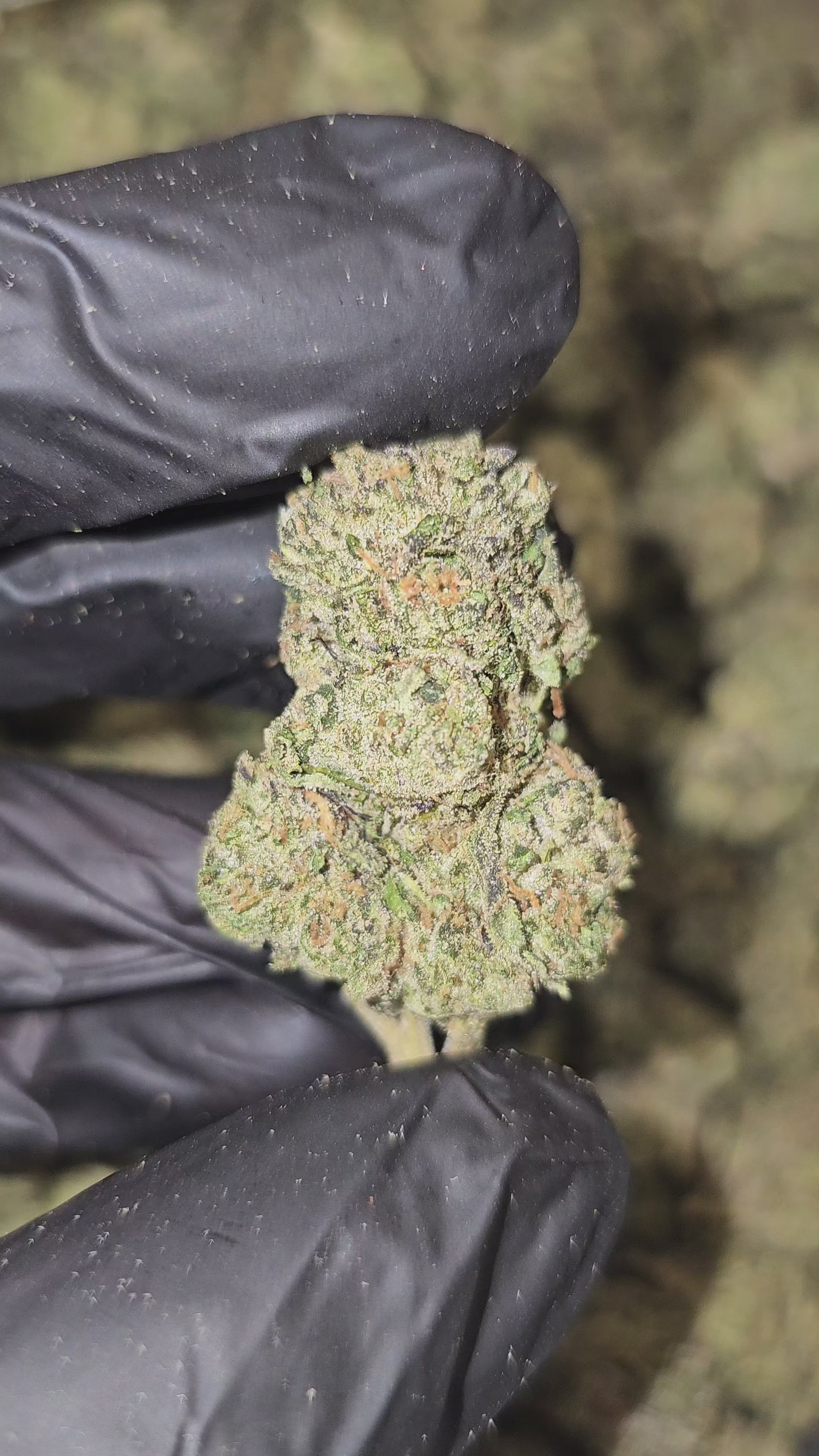 Load video: Shadow Kush | Top Tier | Flower