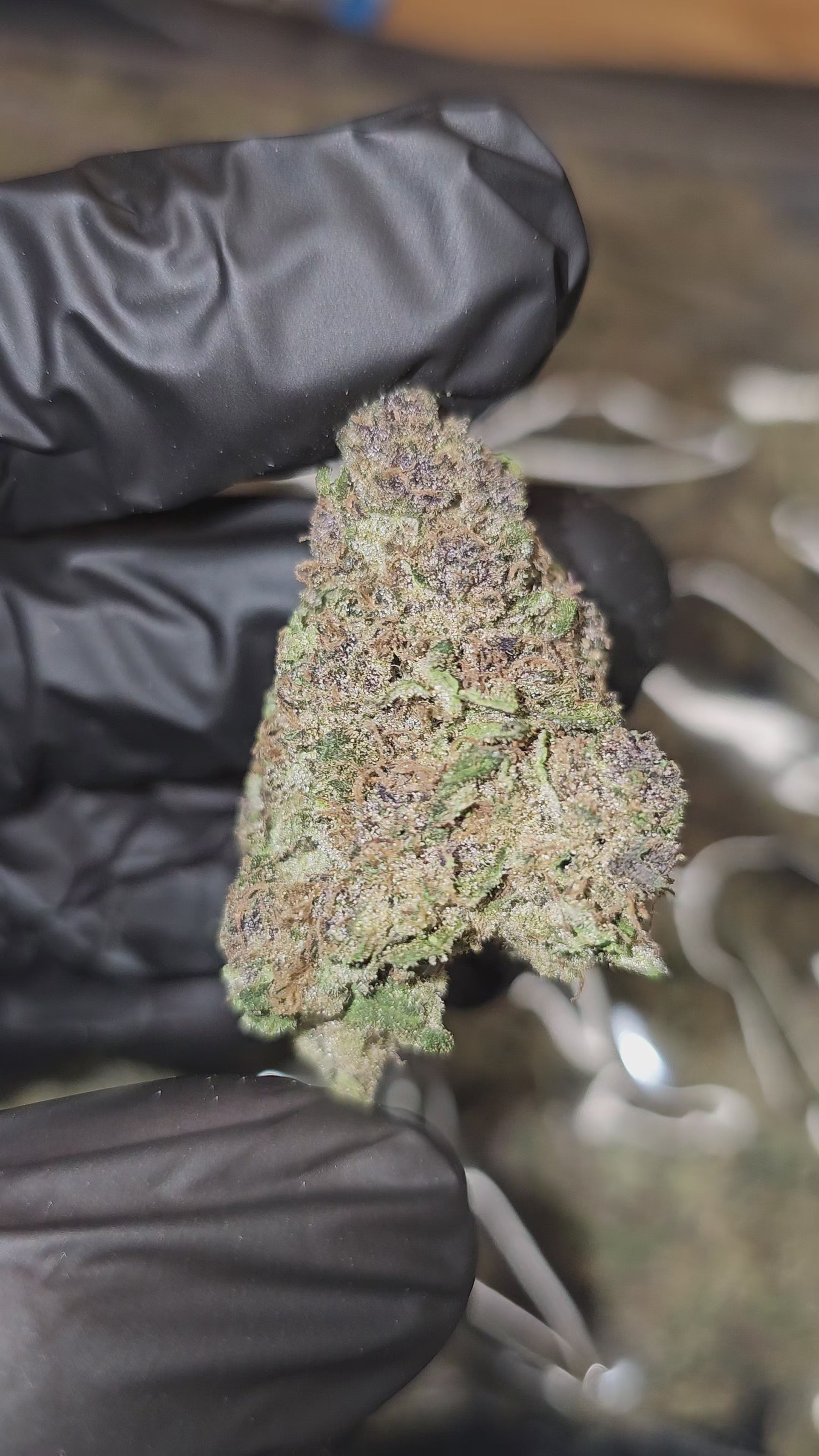 Trop Cherry x Sour Diesel | Top Shelf | Flower | ON SALE