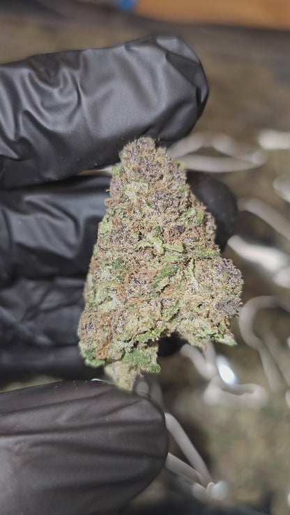 Trop Cherry x Sour Diesel | Top Shelf | Flower | ON SALE