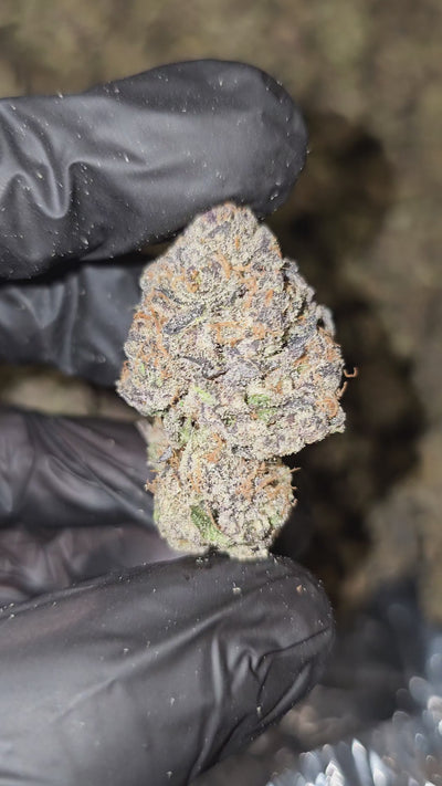 Top Notch | First Cut Exotics | Flower