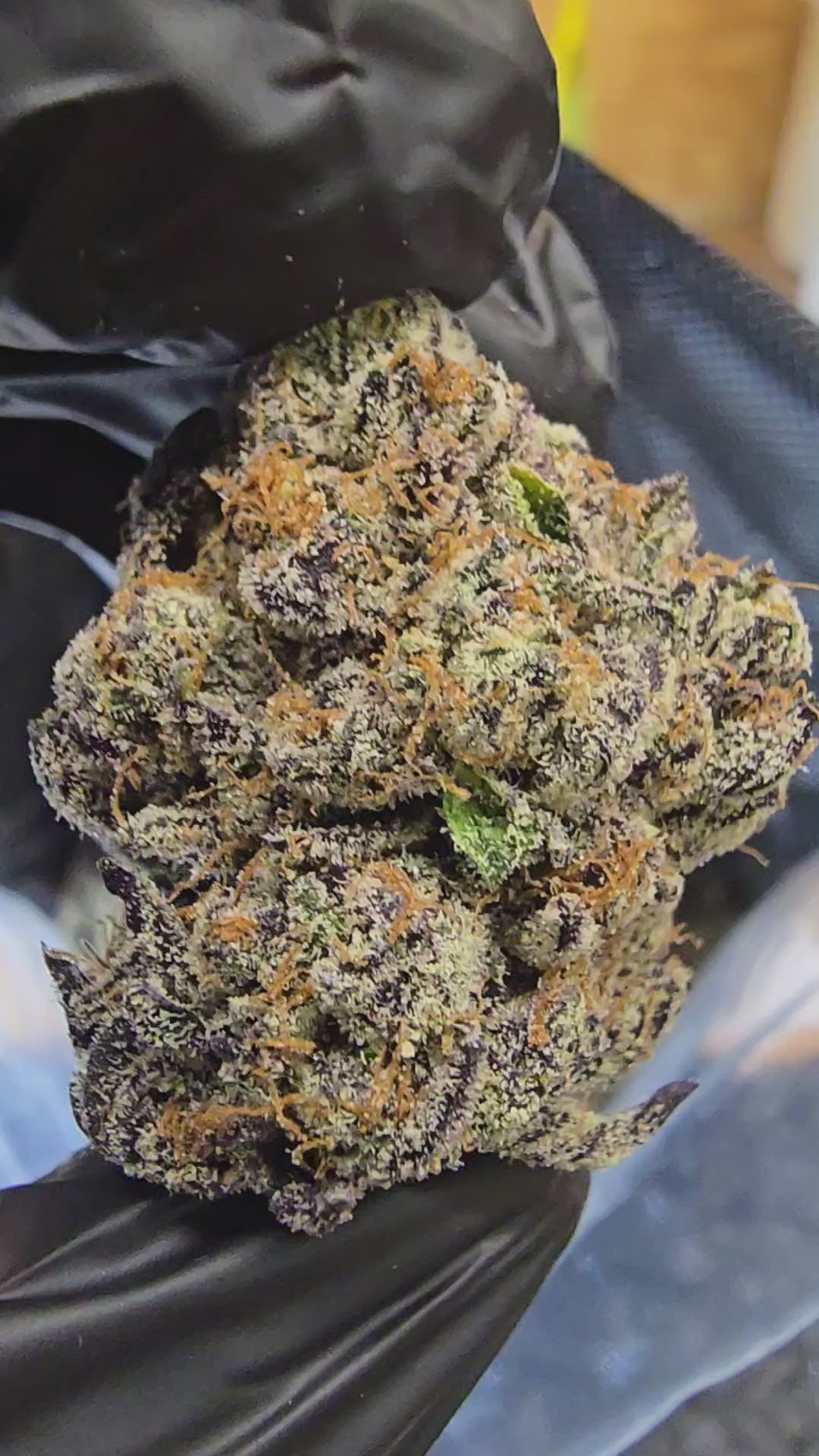 Load video: Gastro Pop | 3.5g Cali Pack | First Cut Exotics | Flower