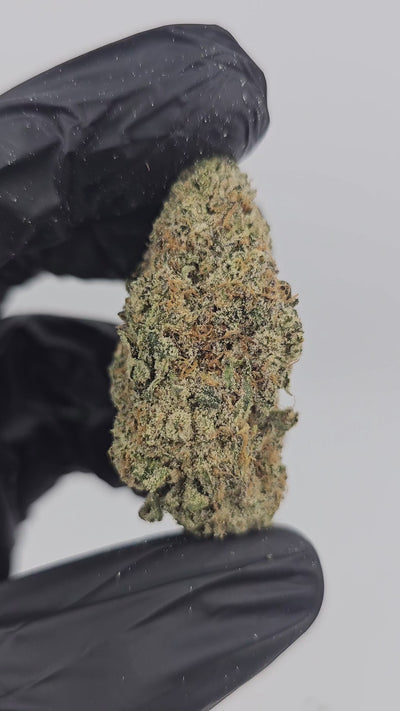 Alien Rock Candy | Boutique Exotics | Flower