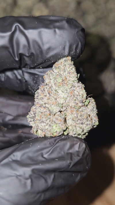 Purple Candy Cane | Boutique Exotics | 31% | Flower