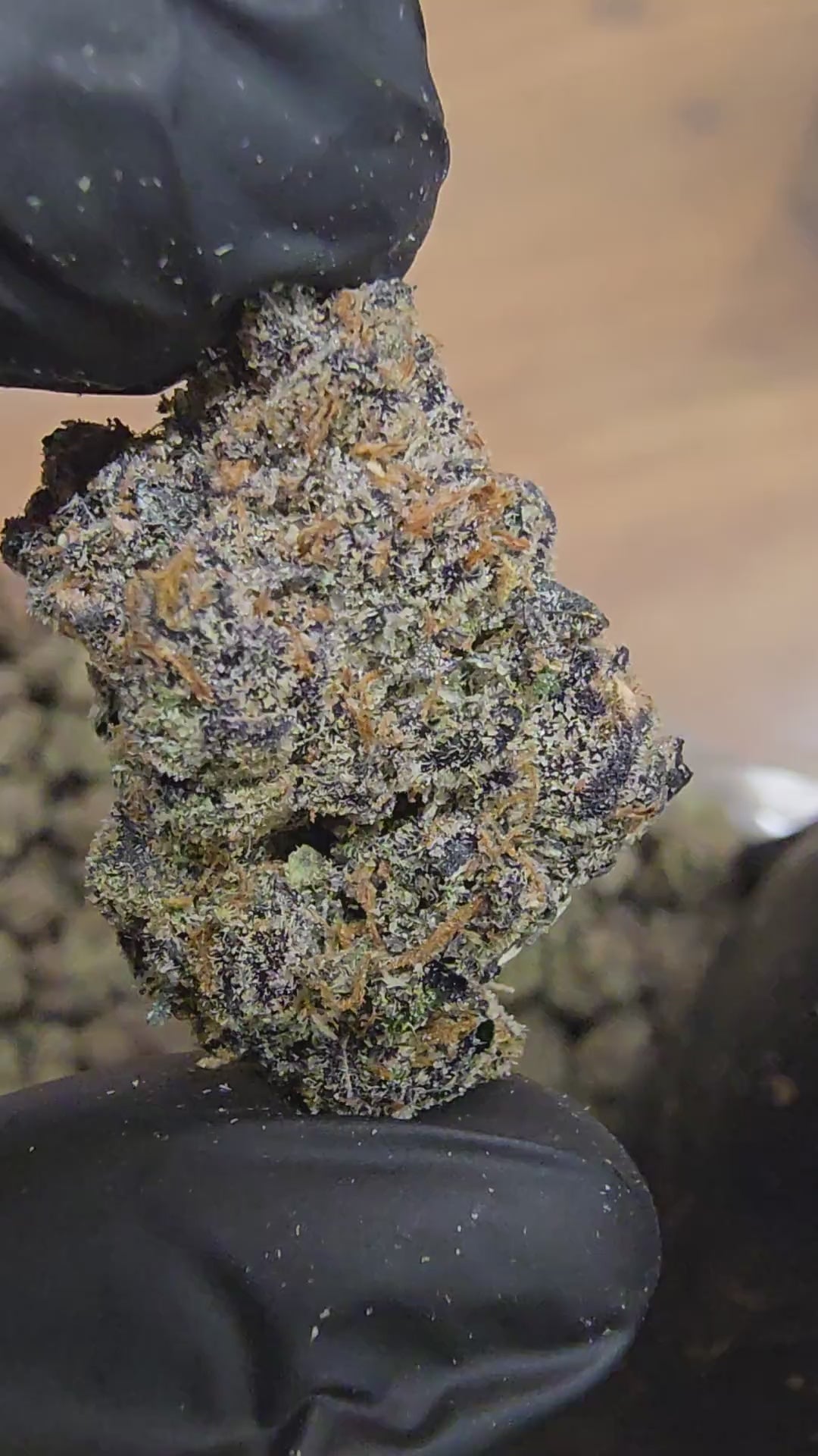 Load video: Candy Heart | First Cut Exclusive | Flower | ON SALE