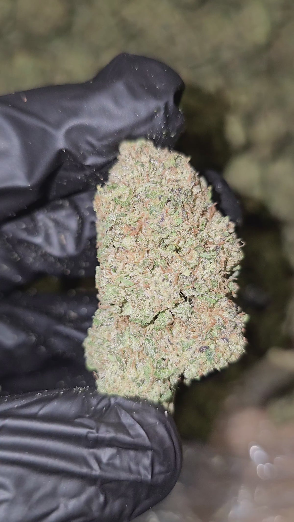 Lemon Cake | Top Shelf Flower