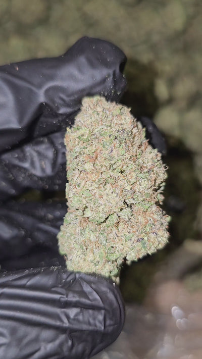Lemon Cake | Top Shelf Flower