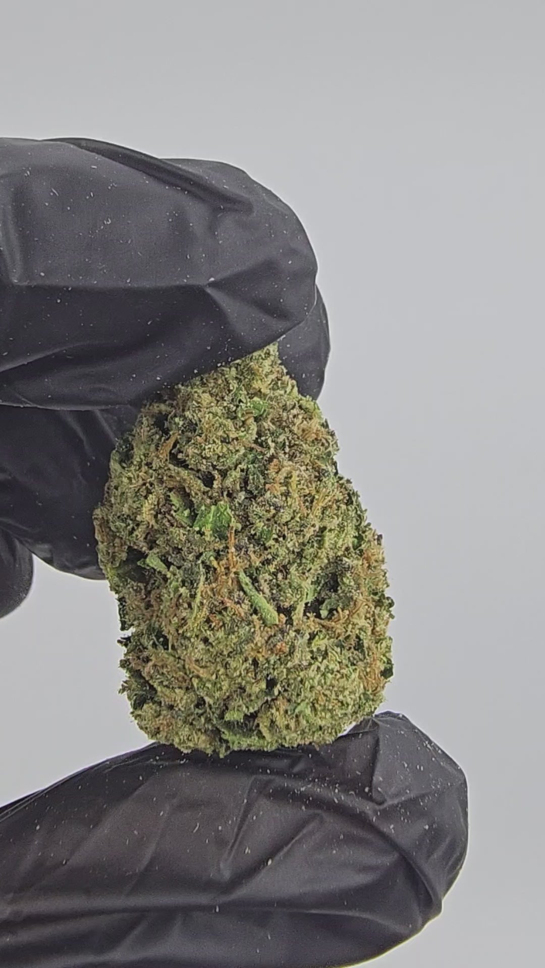 Wonder Bread | Top Shelf | Flower