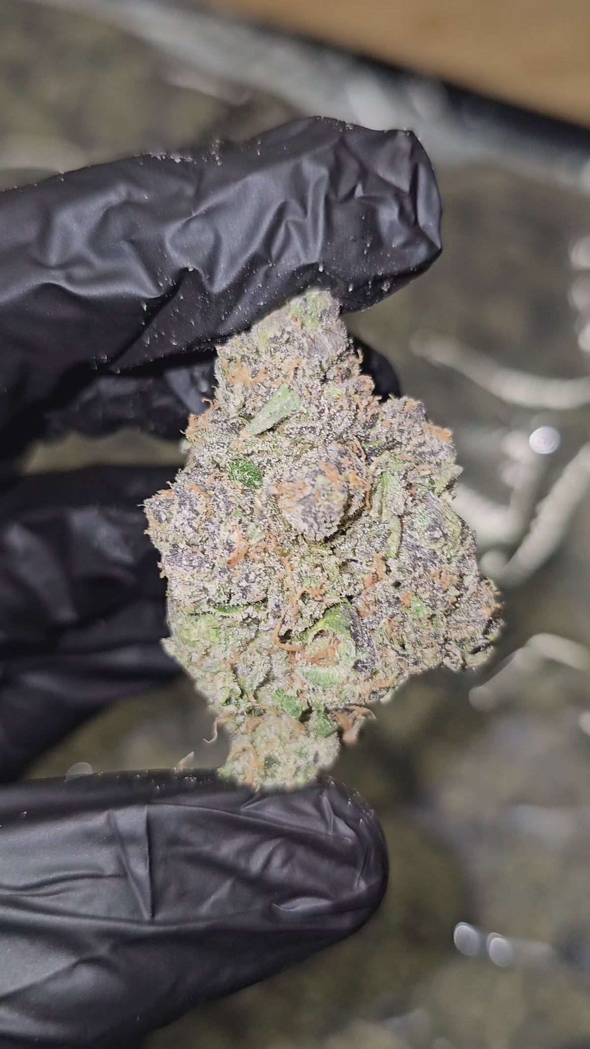 Toad Venom | First Cut Exotics | Flower