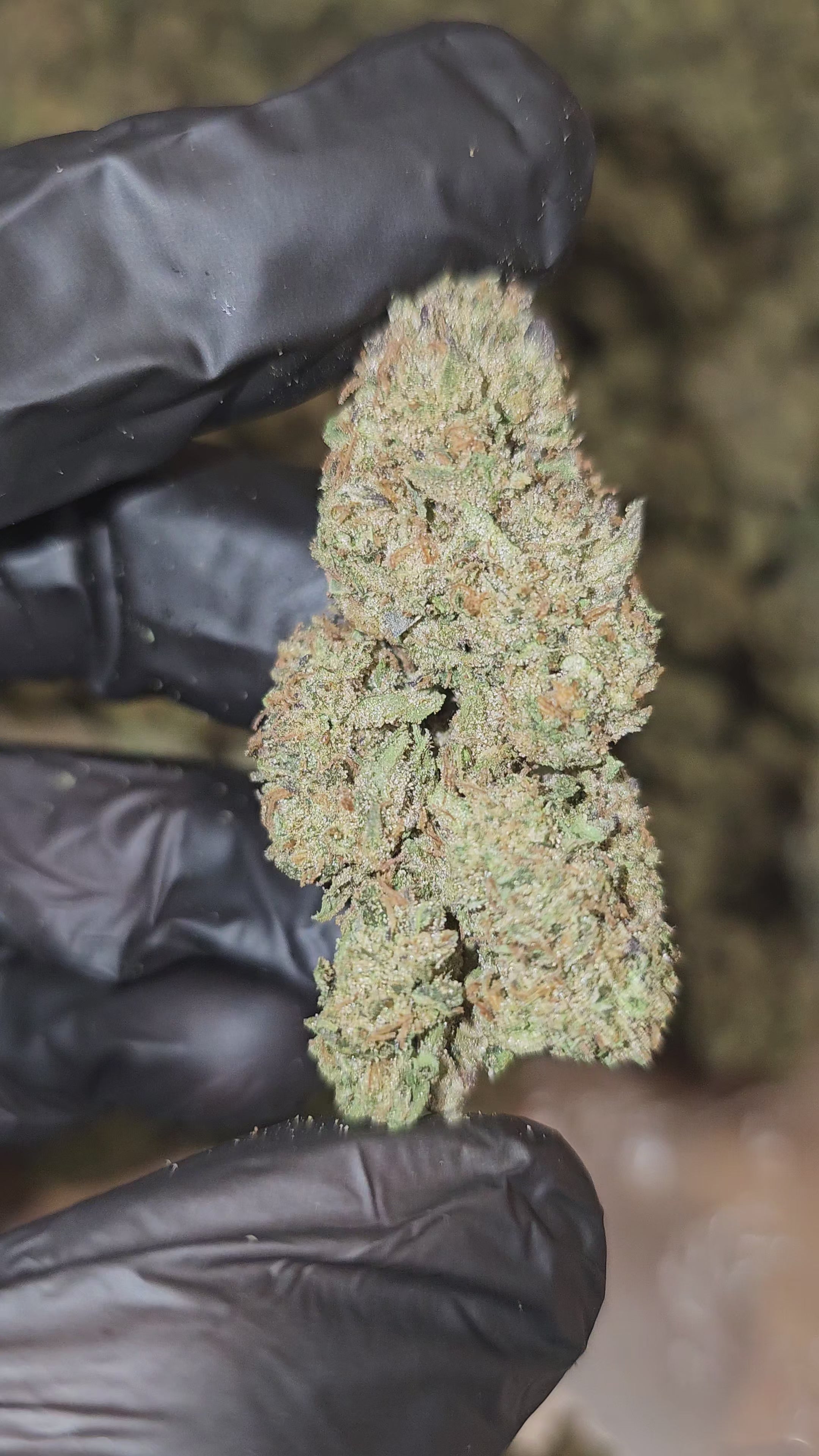 Load video: Girl Scout Cookies | Top Shelf | Flower