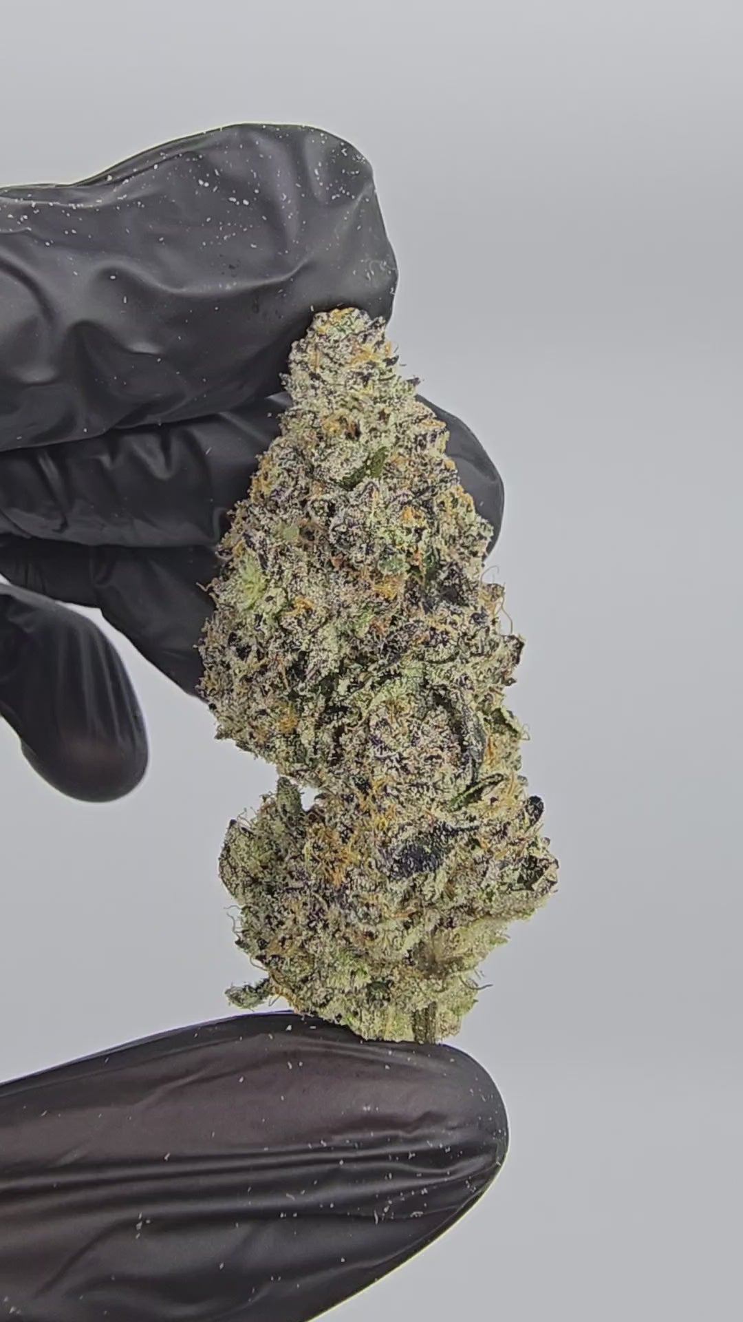 Load video: GMO x ICC | First Cut Exotics | Flower