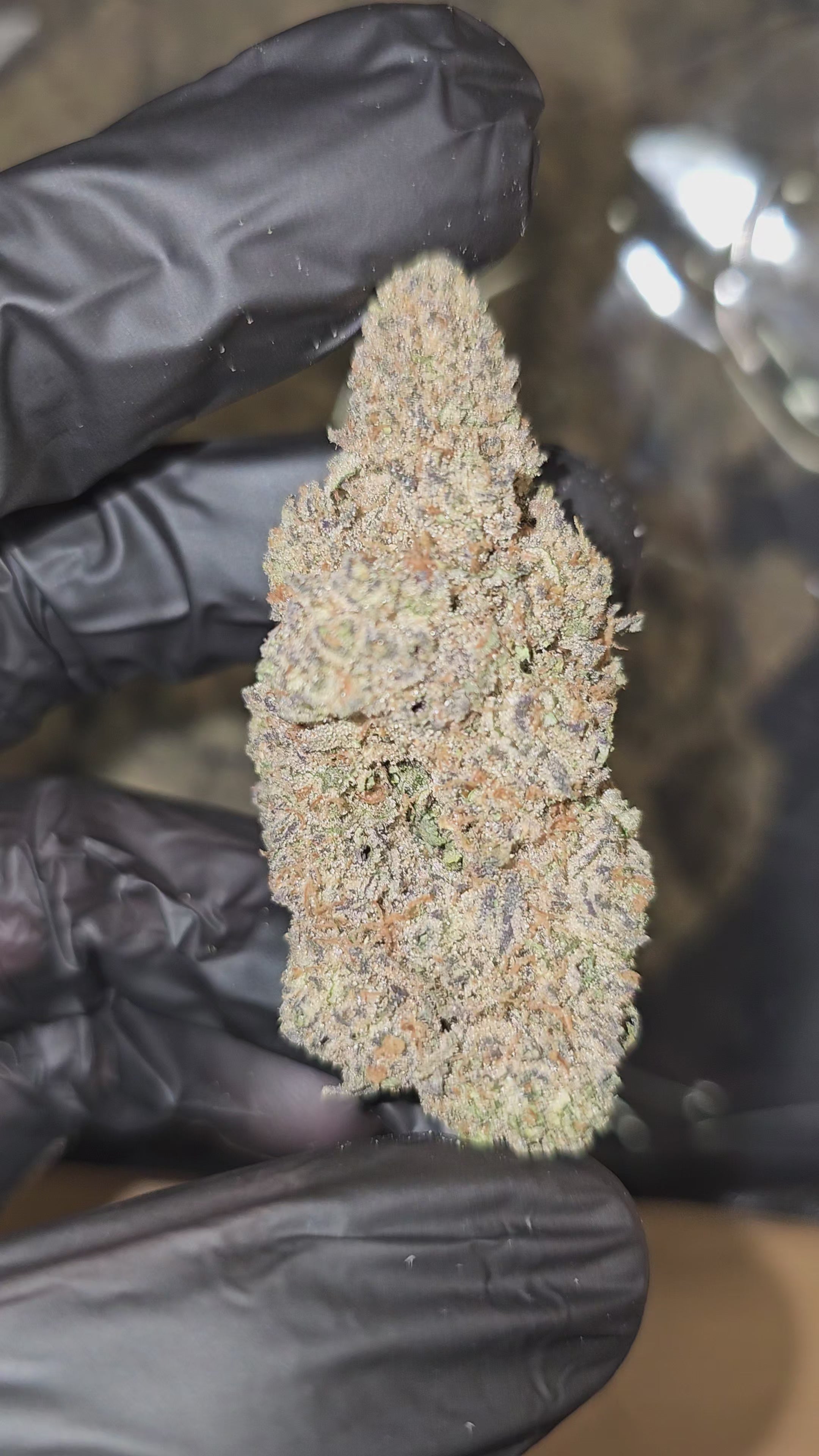 Glitter Bomb | Boutique Exotics | Flower | 36.79% | On Sale