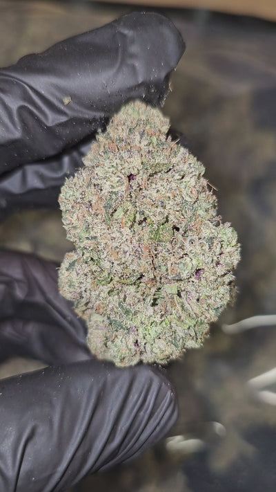 Blue Toe Jam | First Cut Exotics | Flower | ON SALE