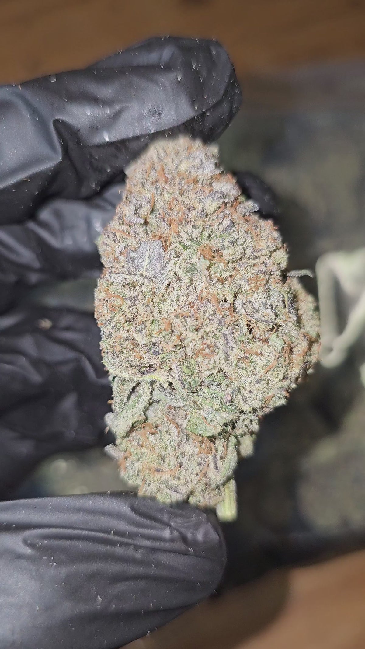 Load video: Grape Nutz | First Cut Exotics | Flower