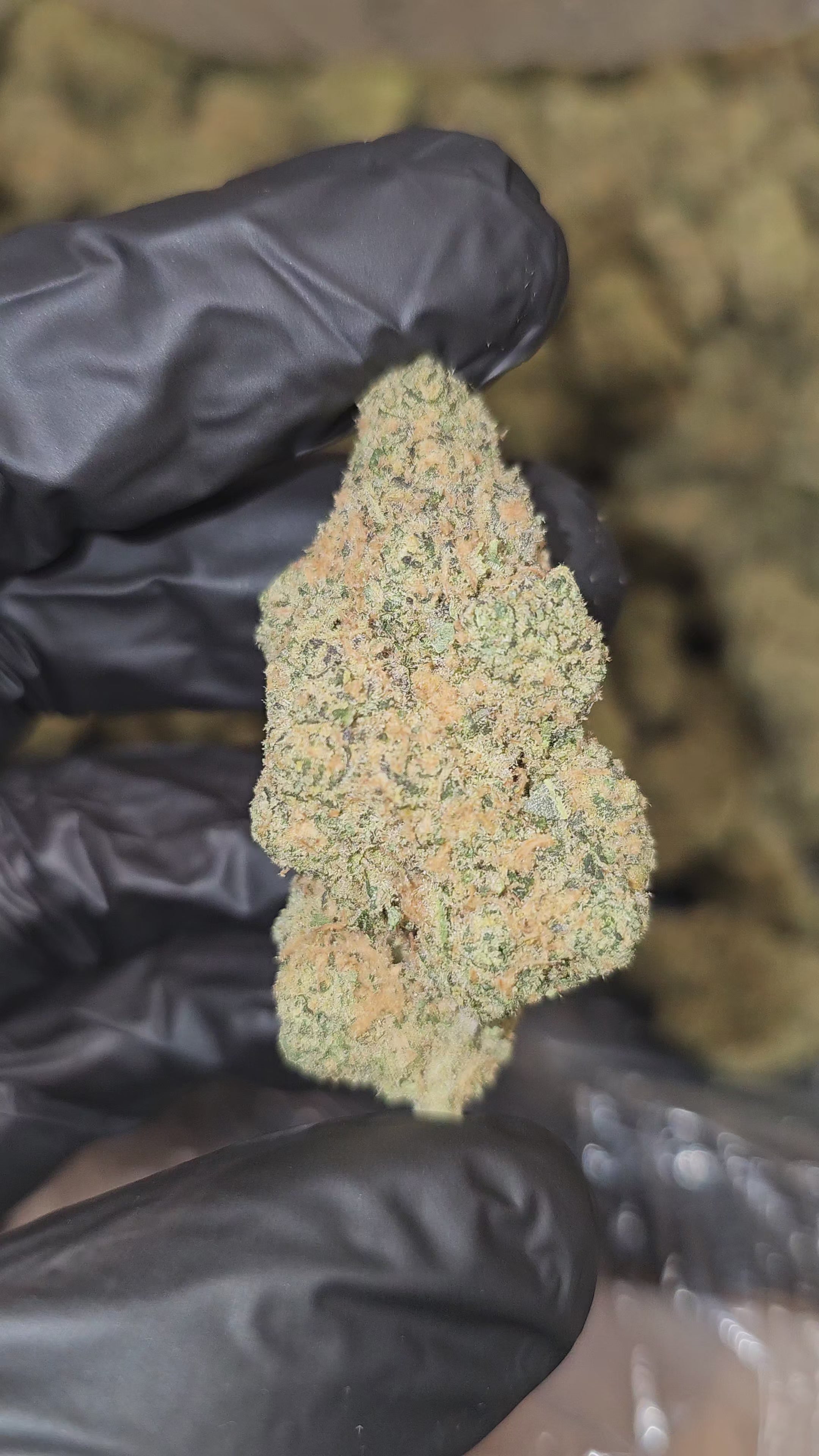 Island Punch | Boutique Exotics | Flower | On Sale - Members Only