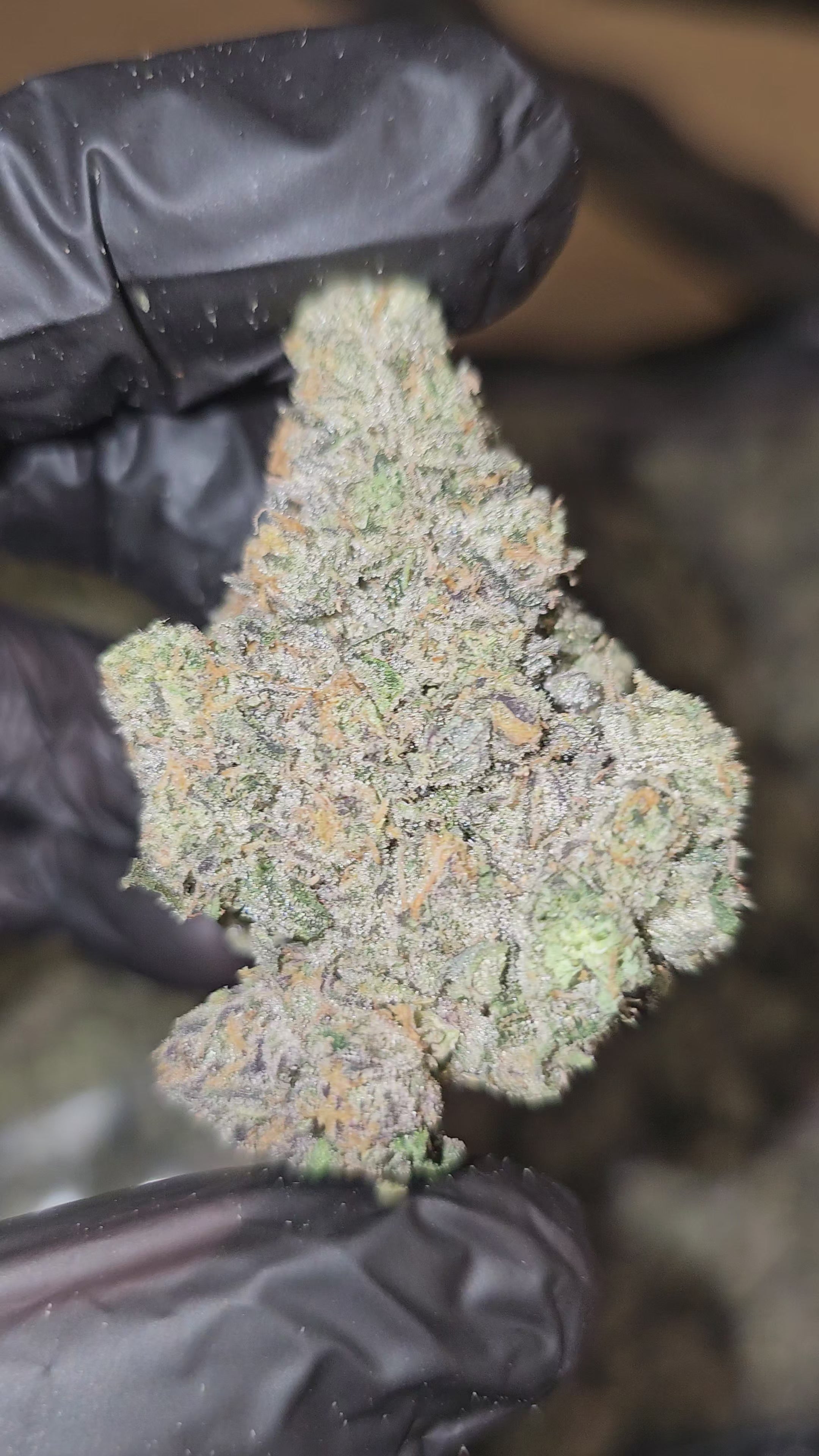 Load video: Unicorn Candy | First Cut Exotics | Flower | ON SALE