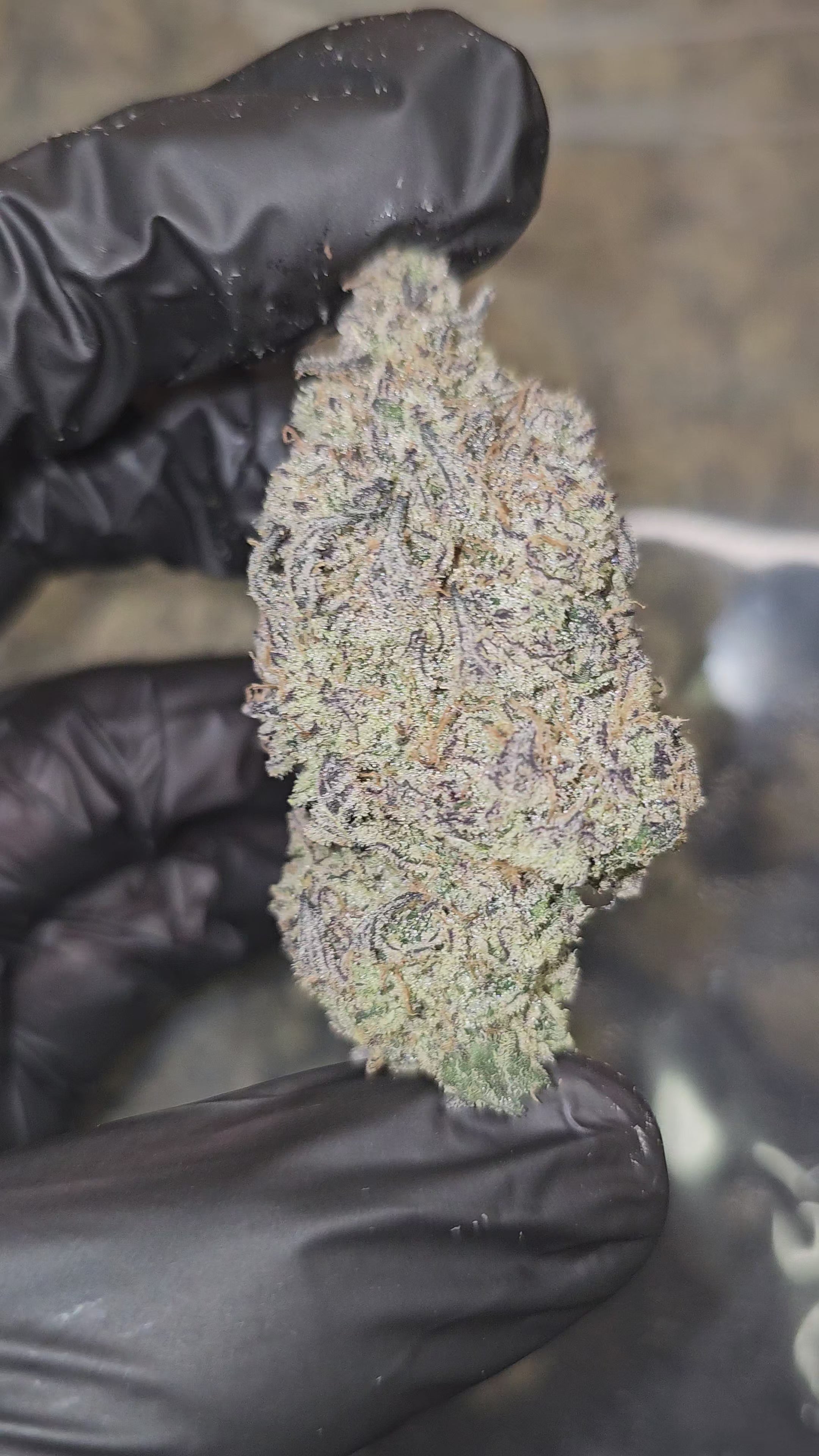 Grape Blunicorn | First Cut Exotics | Flower | 33.29%
