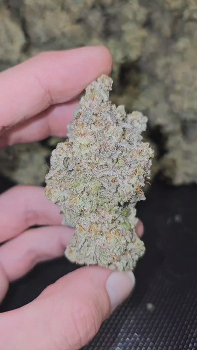 MAC 1 | First Cut Exclusive | Flower