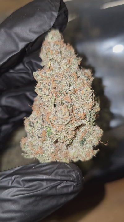Orange Cream | Boutique Exotics Flower | 31%