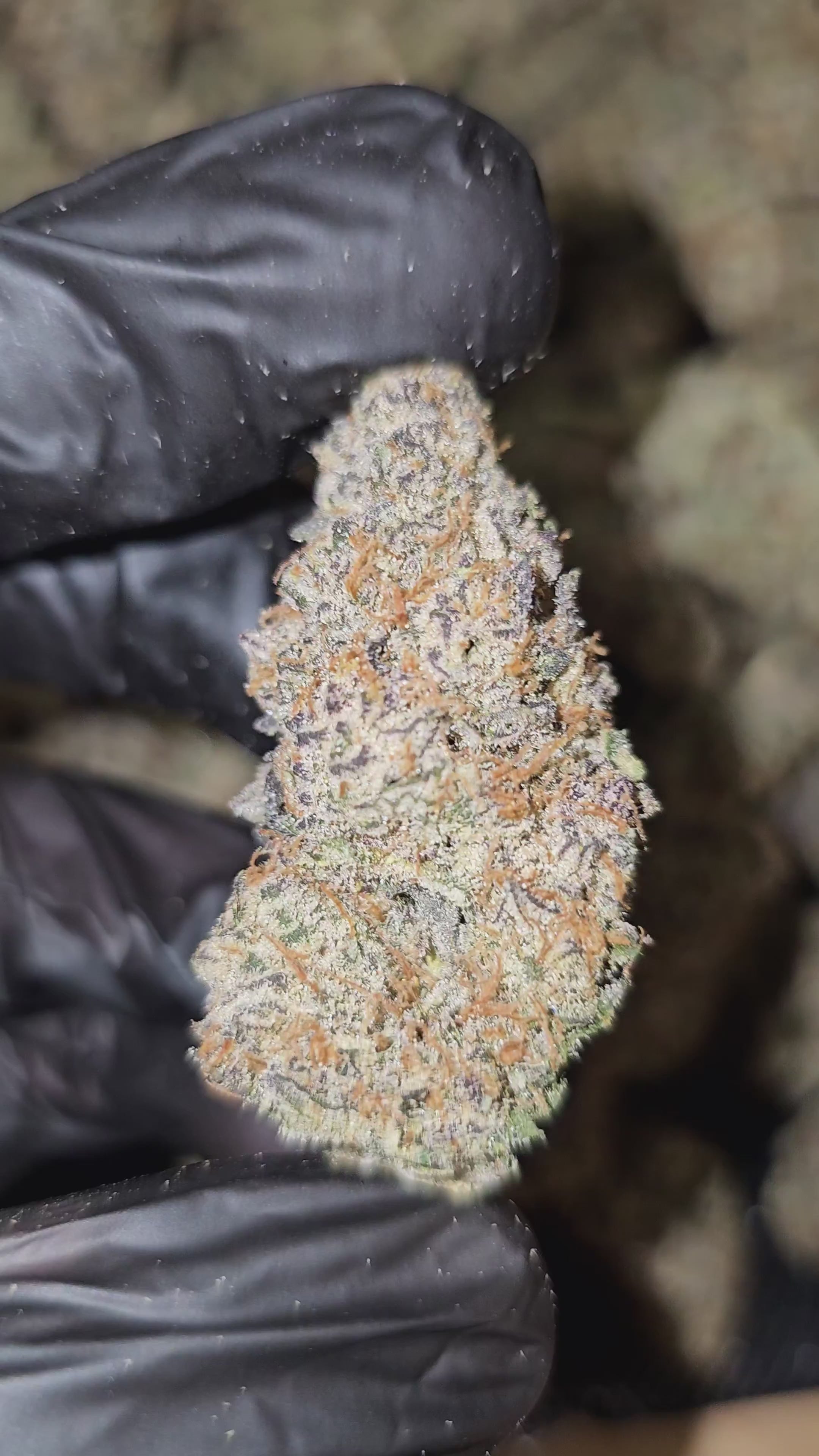 Bahama Berry | Boutique Exotics | 32% | Flower