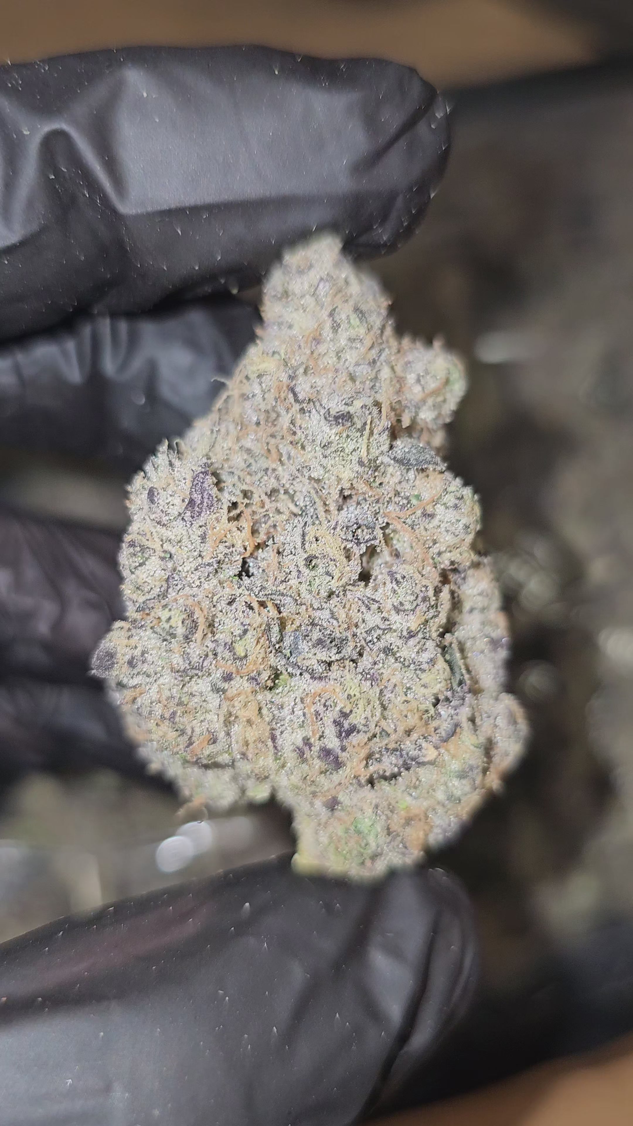 Load video: Melonade Skunk | First Cut Exotics | Flower