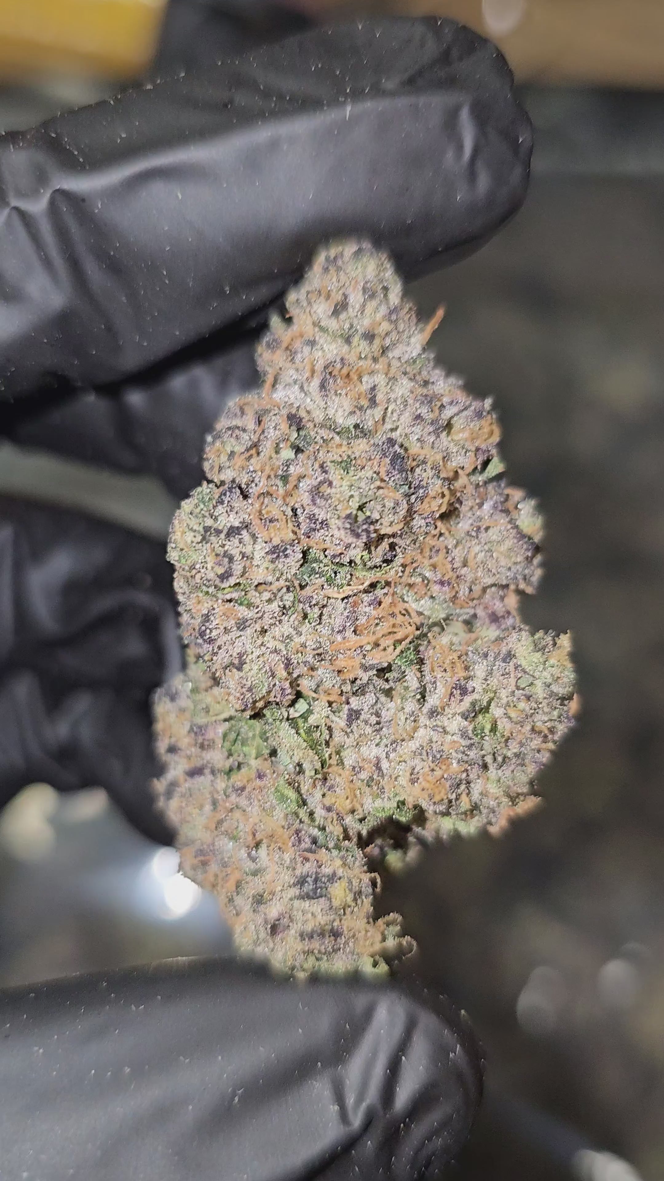 Diesel's Sherb (Sunset Sherbet x Sour Diesel) | First Cut Exclusive Flower