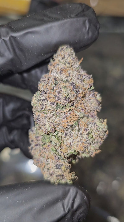 Diesel's Sherb (Sunset Sherbet x Sour Diesel) | First Cut Exclusive Flower