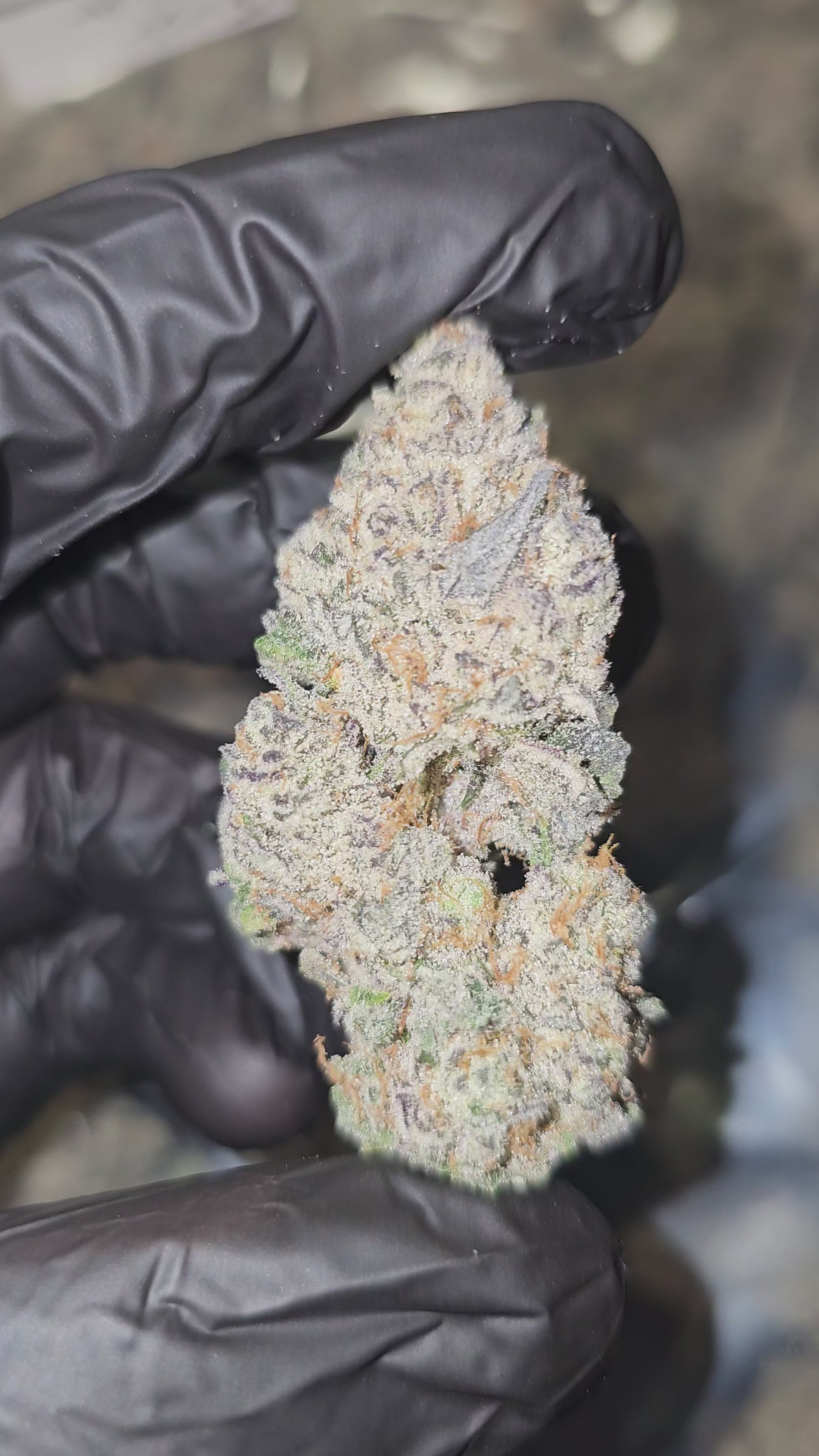 Load video: White Cherry x Halle Berry | First Cut Exotics | Flower | 36.30%