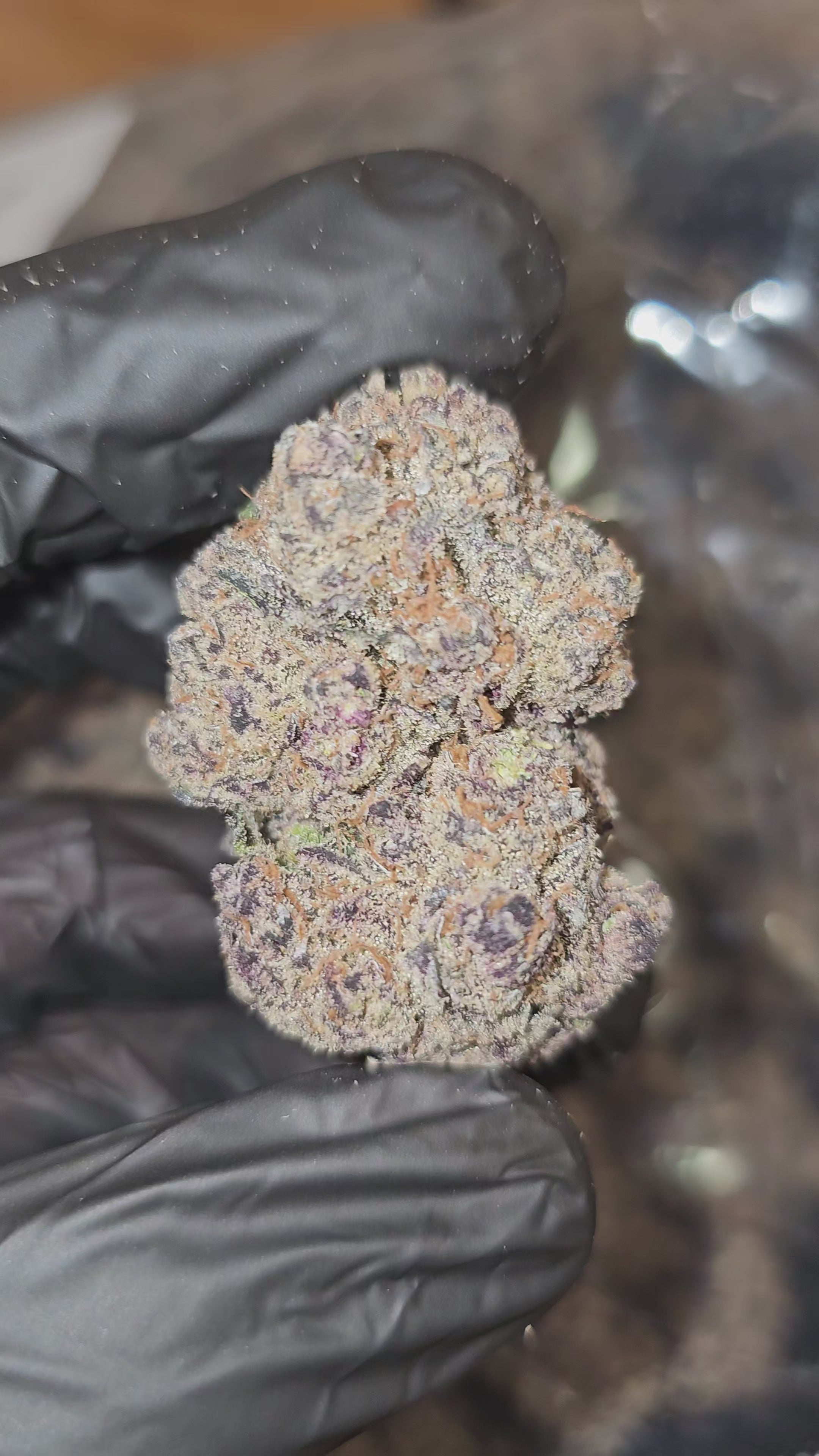 Lizard Burger | First Cut Exotics | Flower | 30.92%