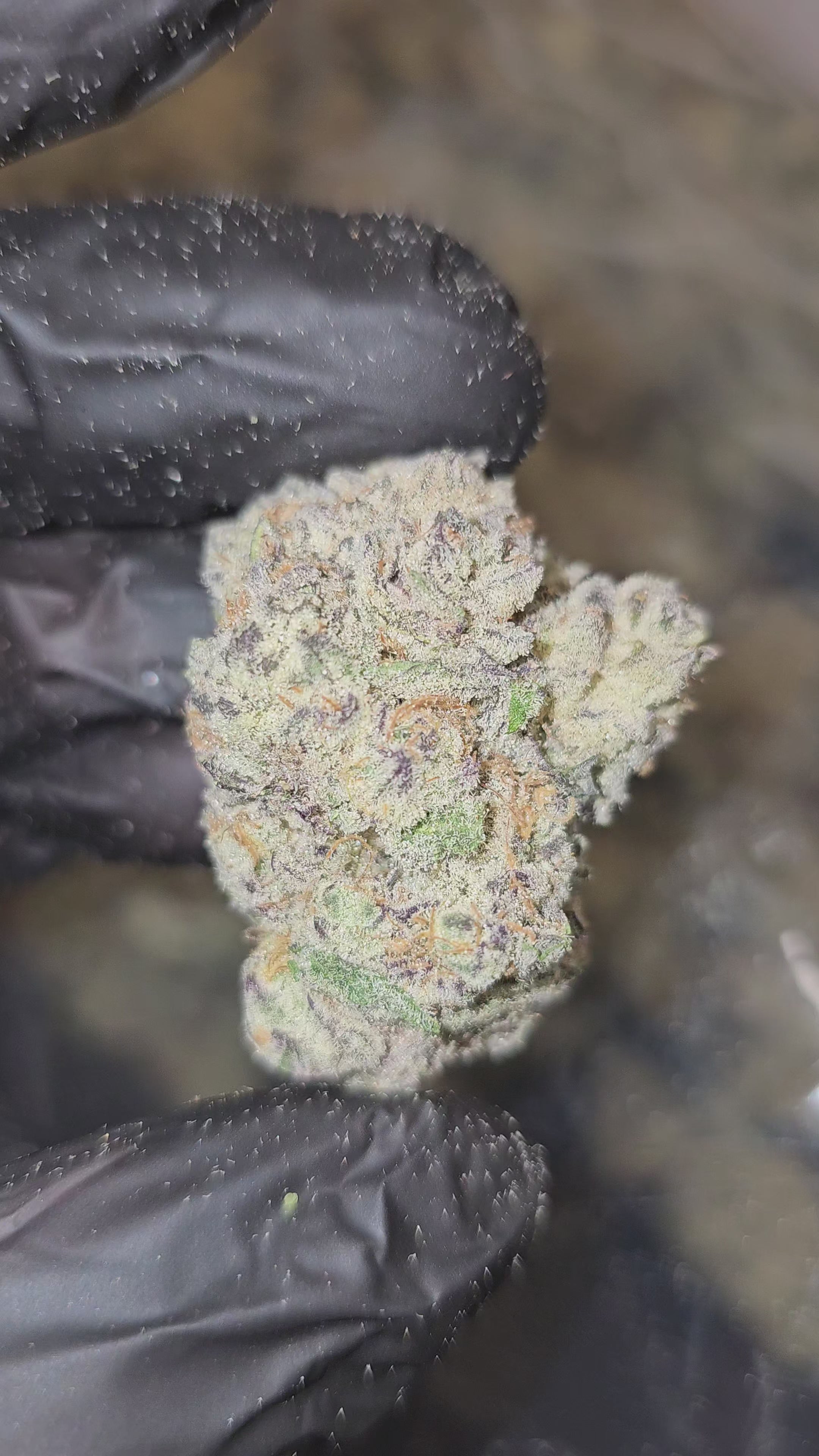 Diesel's Junky (Cap Junky) | First Cut Exotics | Flower