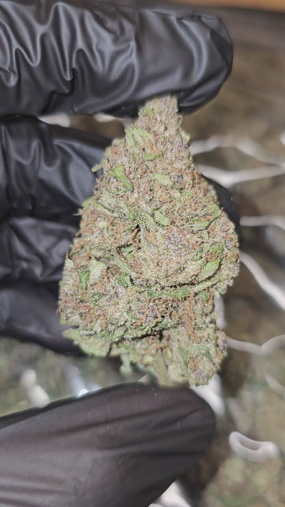 Trop Cherry x Sour Diesel | Top Shelf | Flower | ON SALE