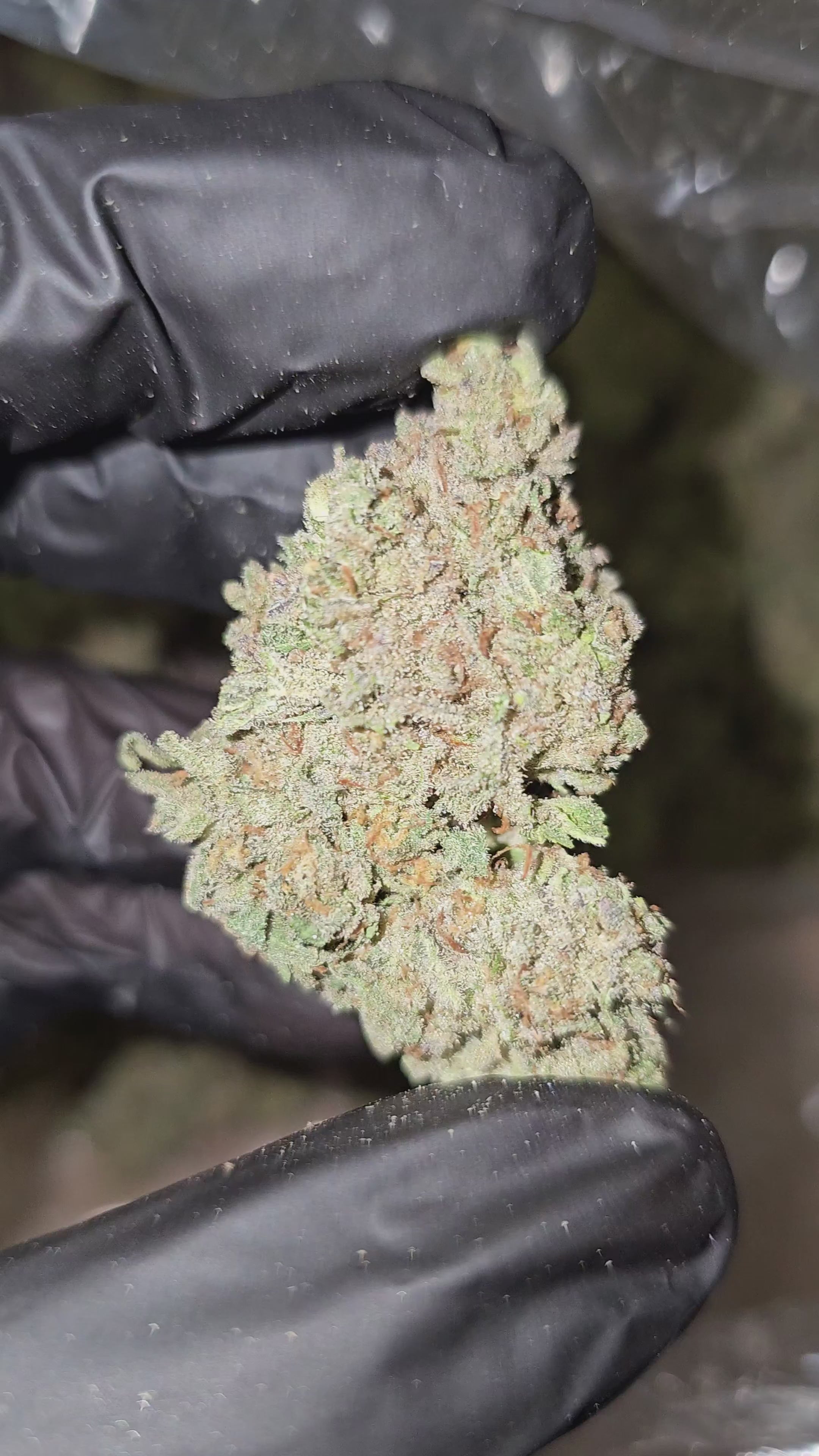 Frosted Donut | Top Shelf | 33% | Flower