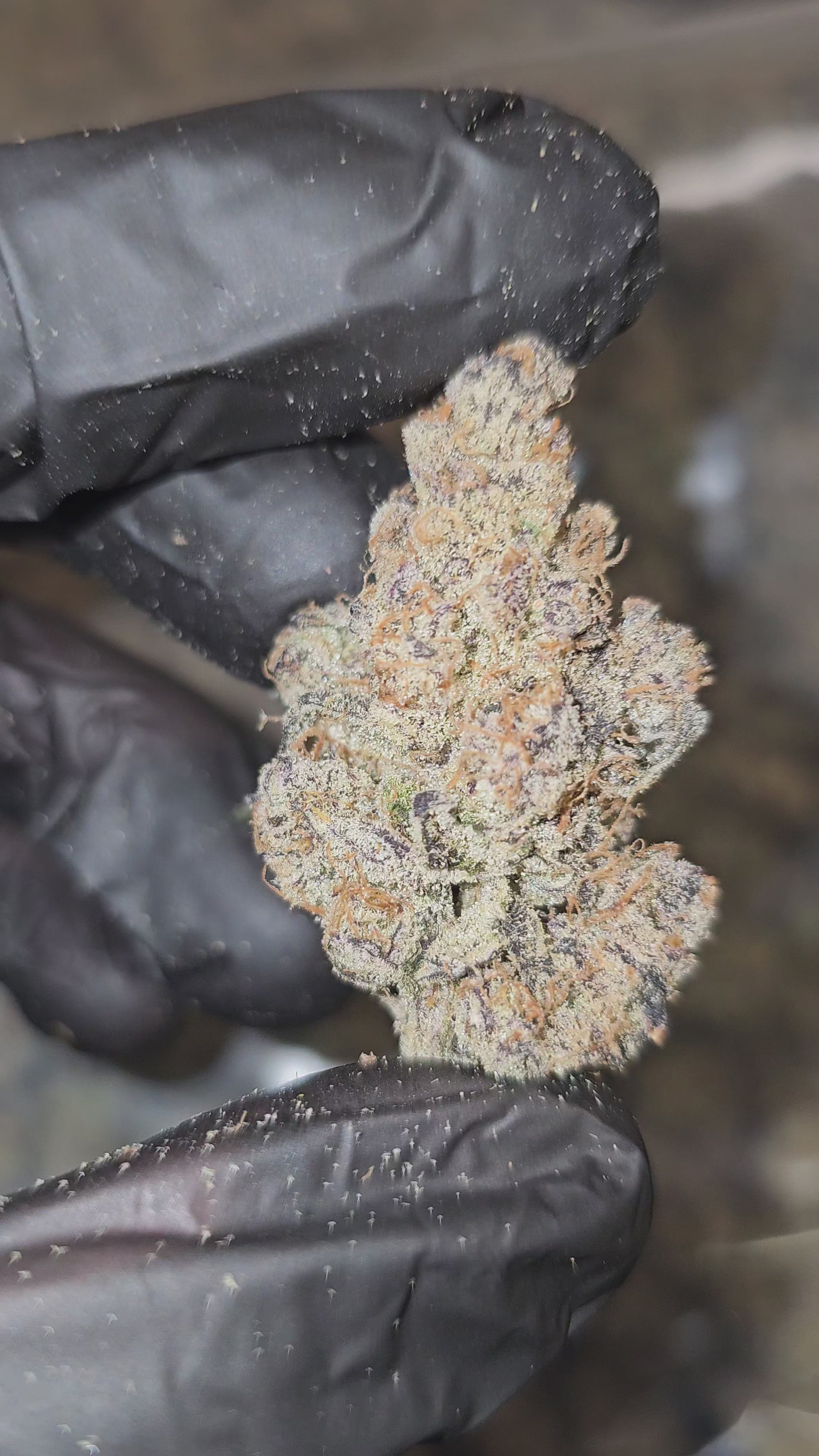 Load video: Blueberry Pankcake | First Cut Exotics | Flower | 32.56%