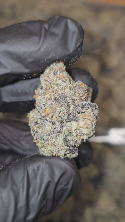 Freakshow F8 | First Cut Exotics | Flower