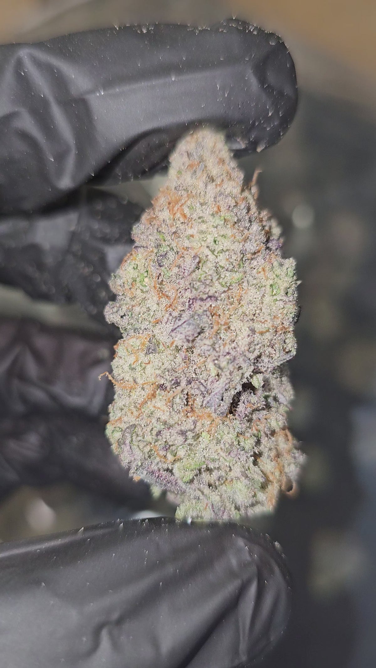 Junior MAC | First Cut Exotics | Flower | 34.39%