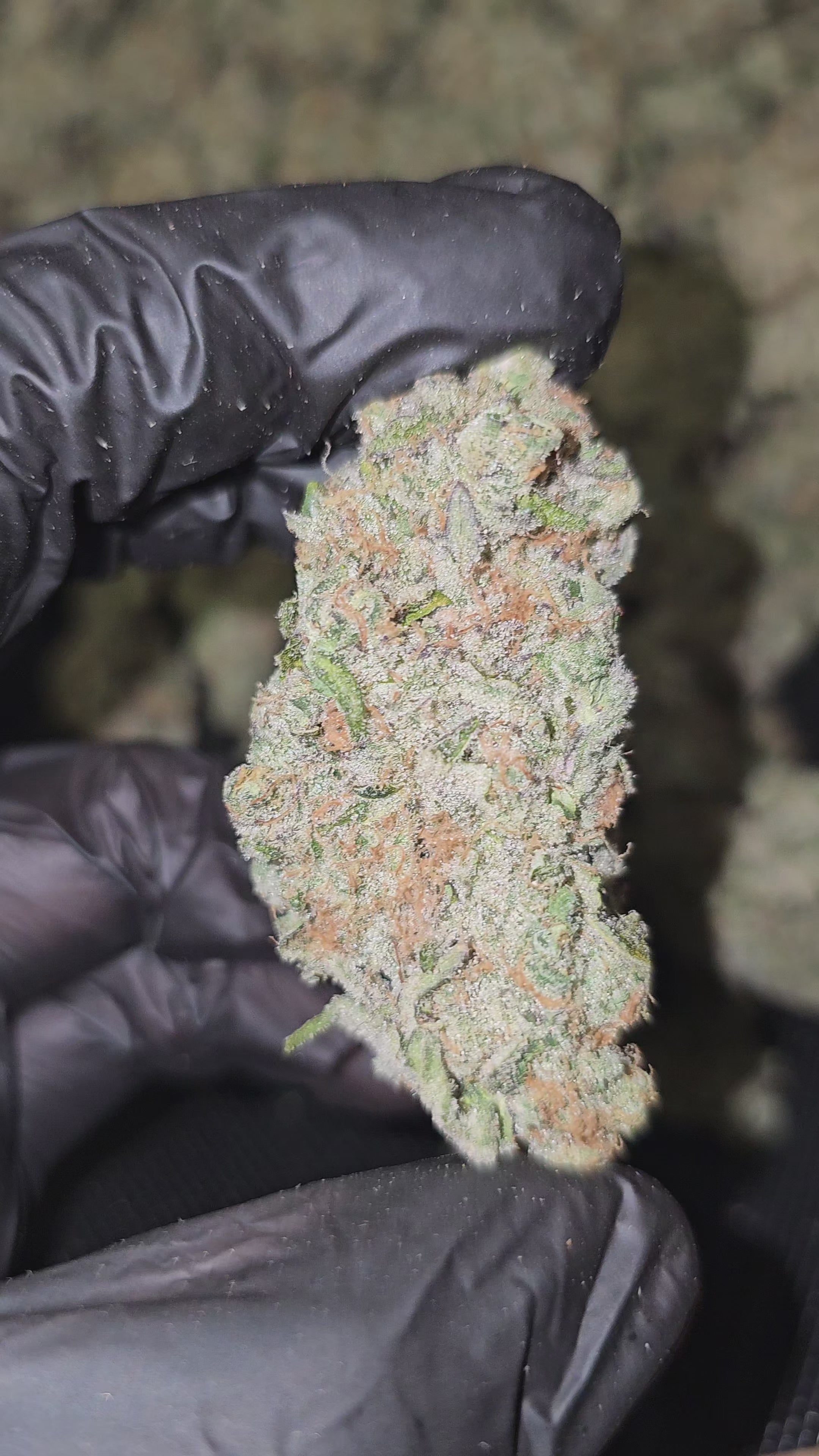 Load video: White Widow | Boutique Exotics | 36% | Flower
