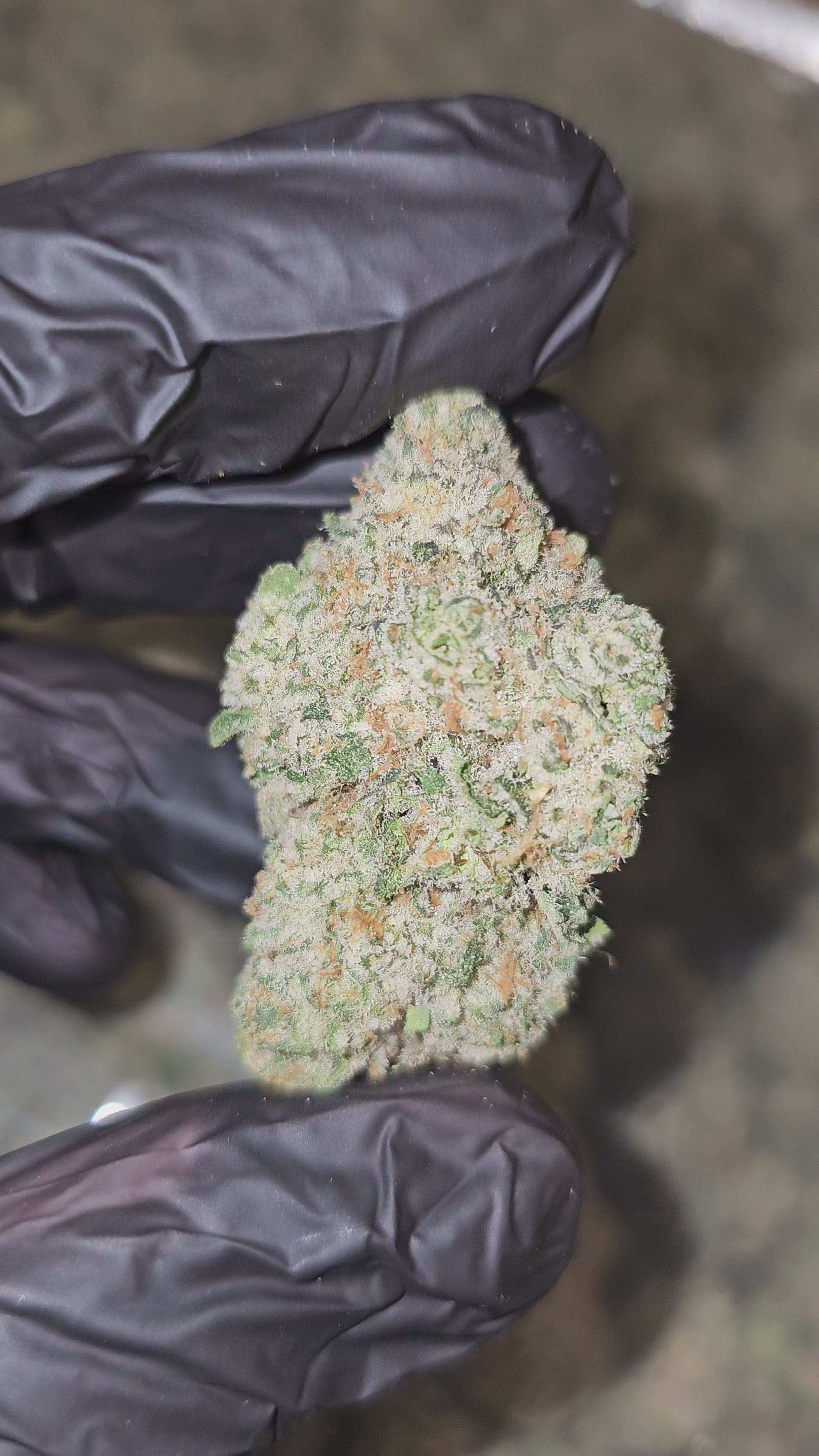 KK Sherbet | Boutique Exotics | Flower | 31.39% | On Sale - Members Only