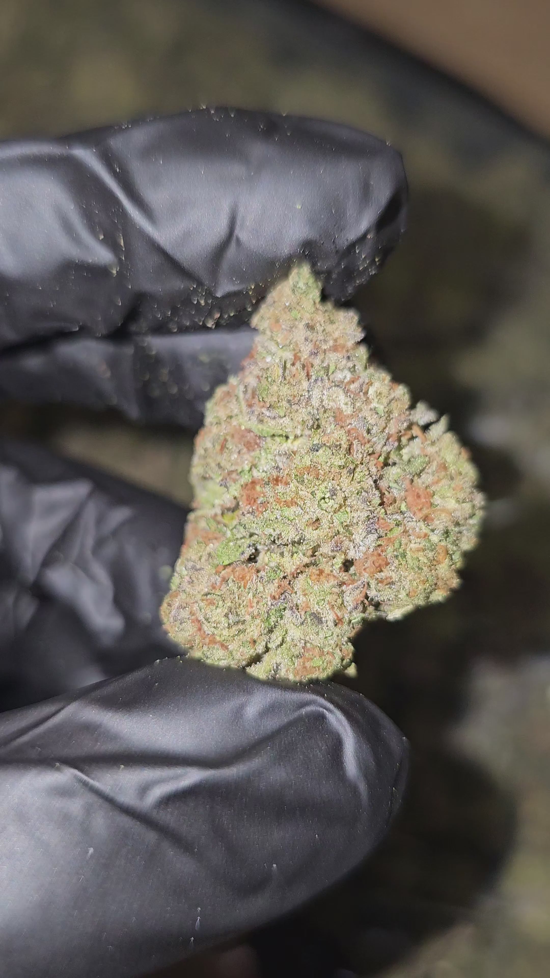 Super Sonic Oreoz | Top Shelf | Flower
