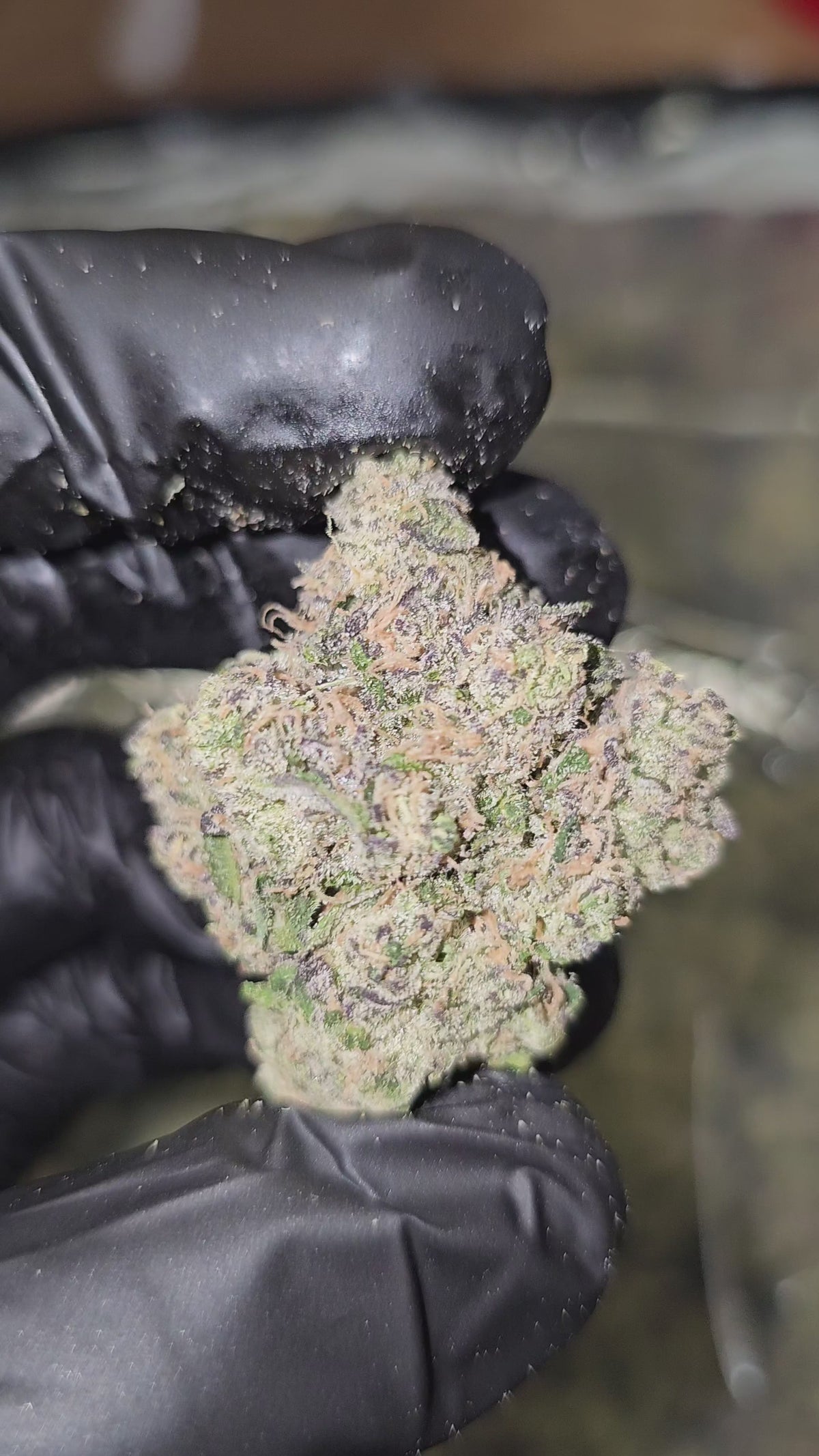 Blue Dream | First Cut Exotics | Flower 36%