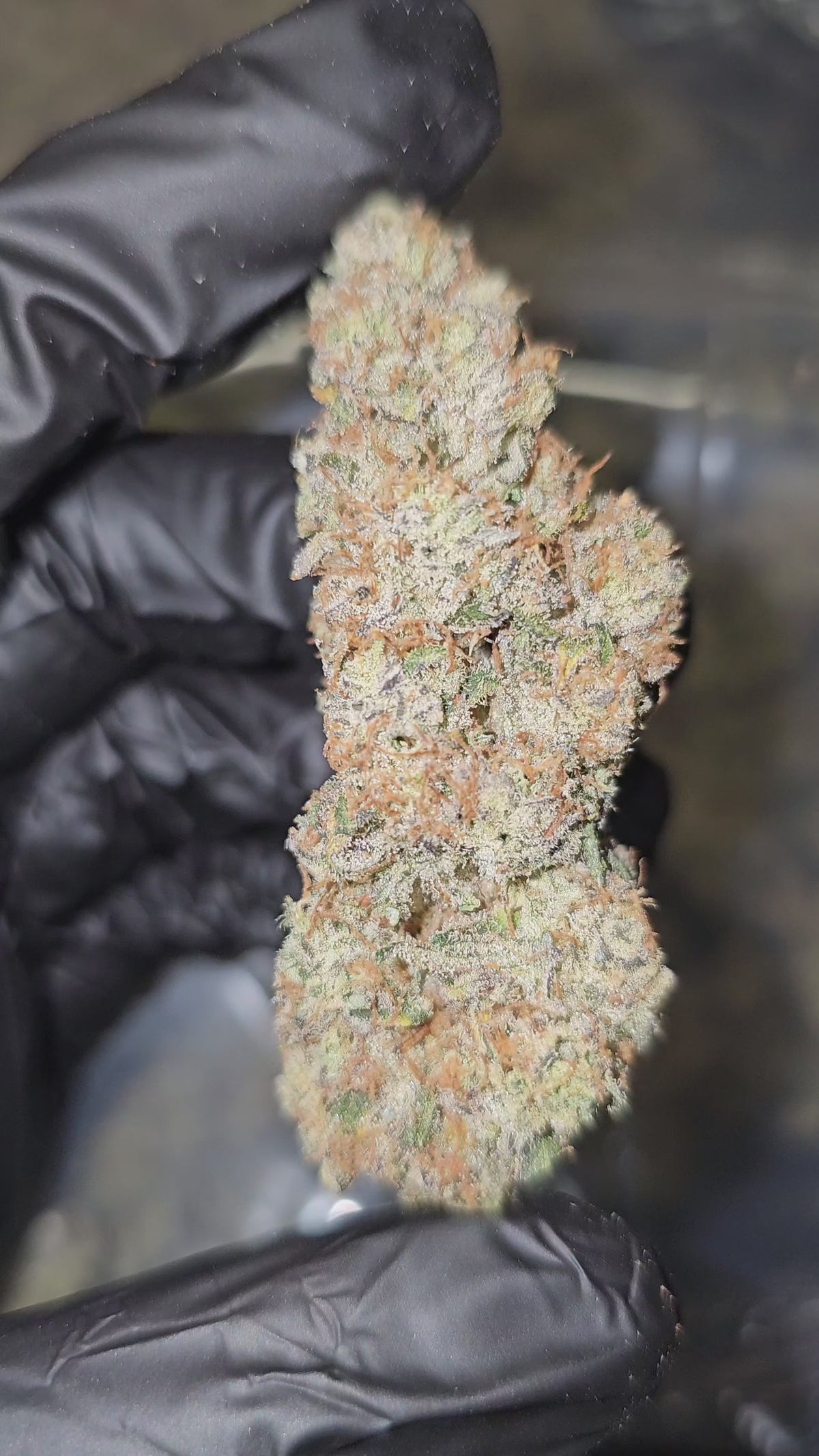 Zkittles Cake | Boutique Exotics Flower | 35%