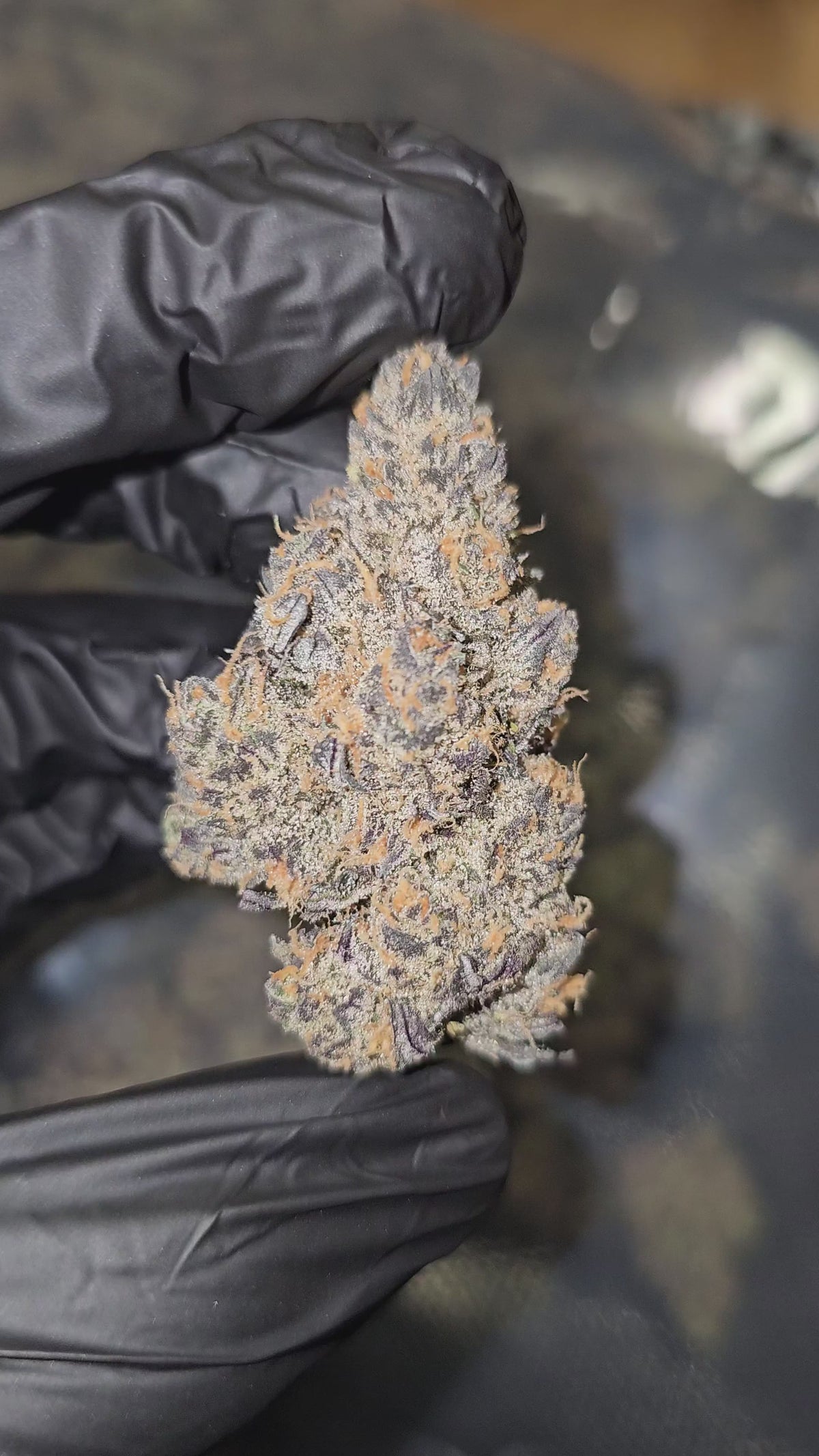 Load video: Black Jesus | Private Reserve Flower | 34%