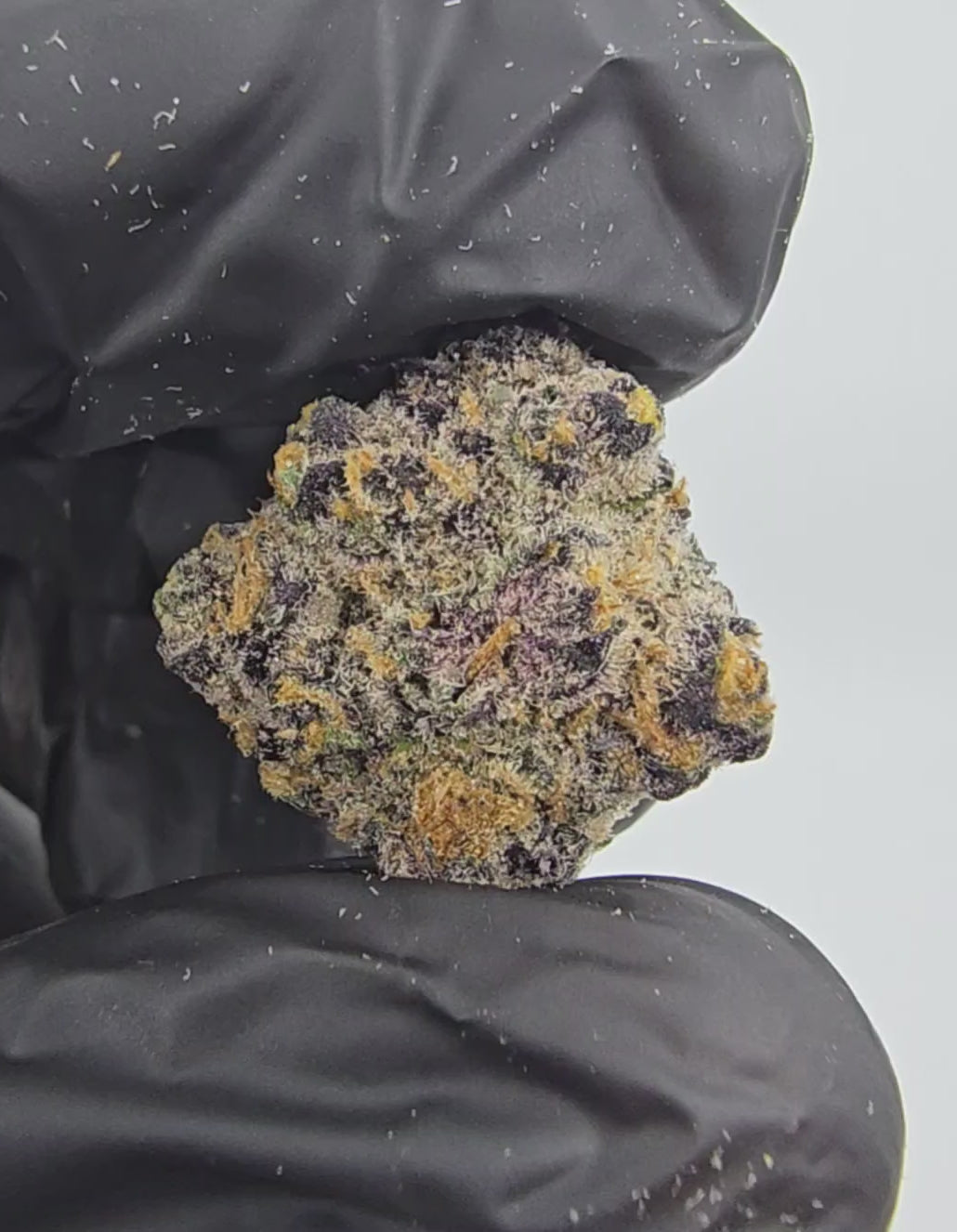 Load video: Forbidden Boof | "Medium Buds" | Boutique Exotics | Flower | ON SALE